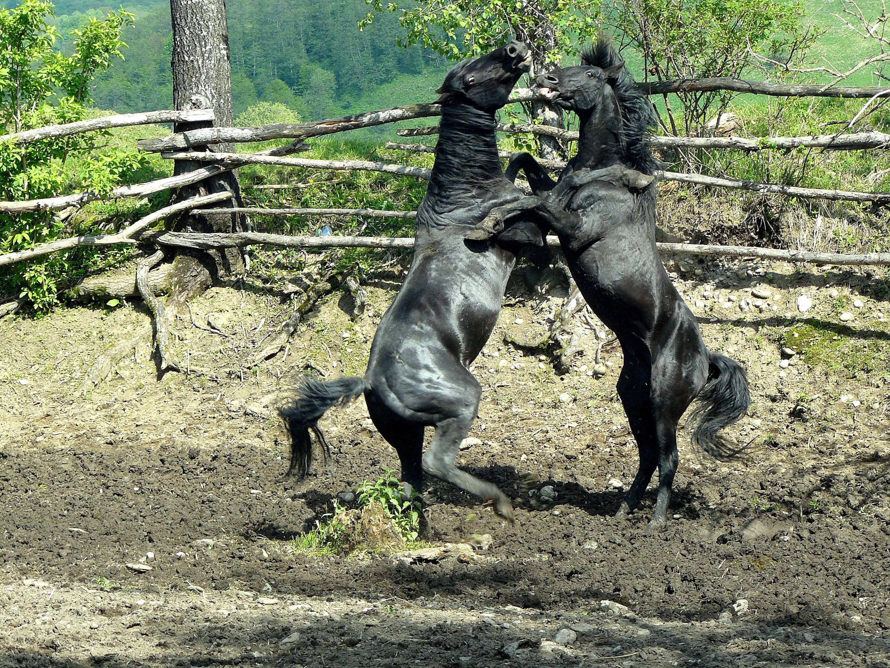 Карачаевская Лошадь
