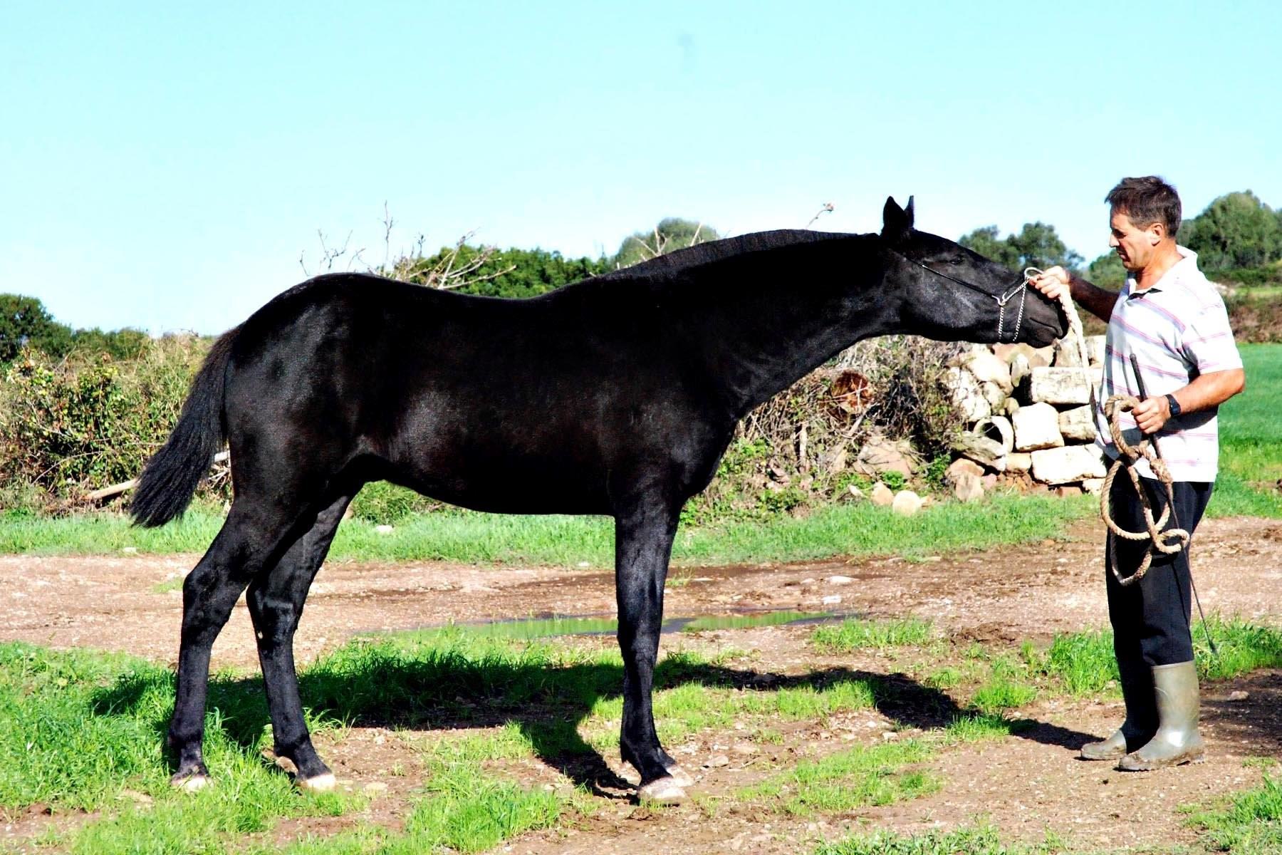 Кабардинская лошадь масть. Лошади вороные карачаевской породы. Вороная Кабардинская лошадь. Шагди порода лошадей. Кабардинская порода Шагди.
