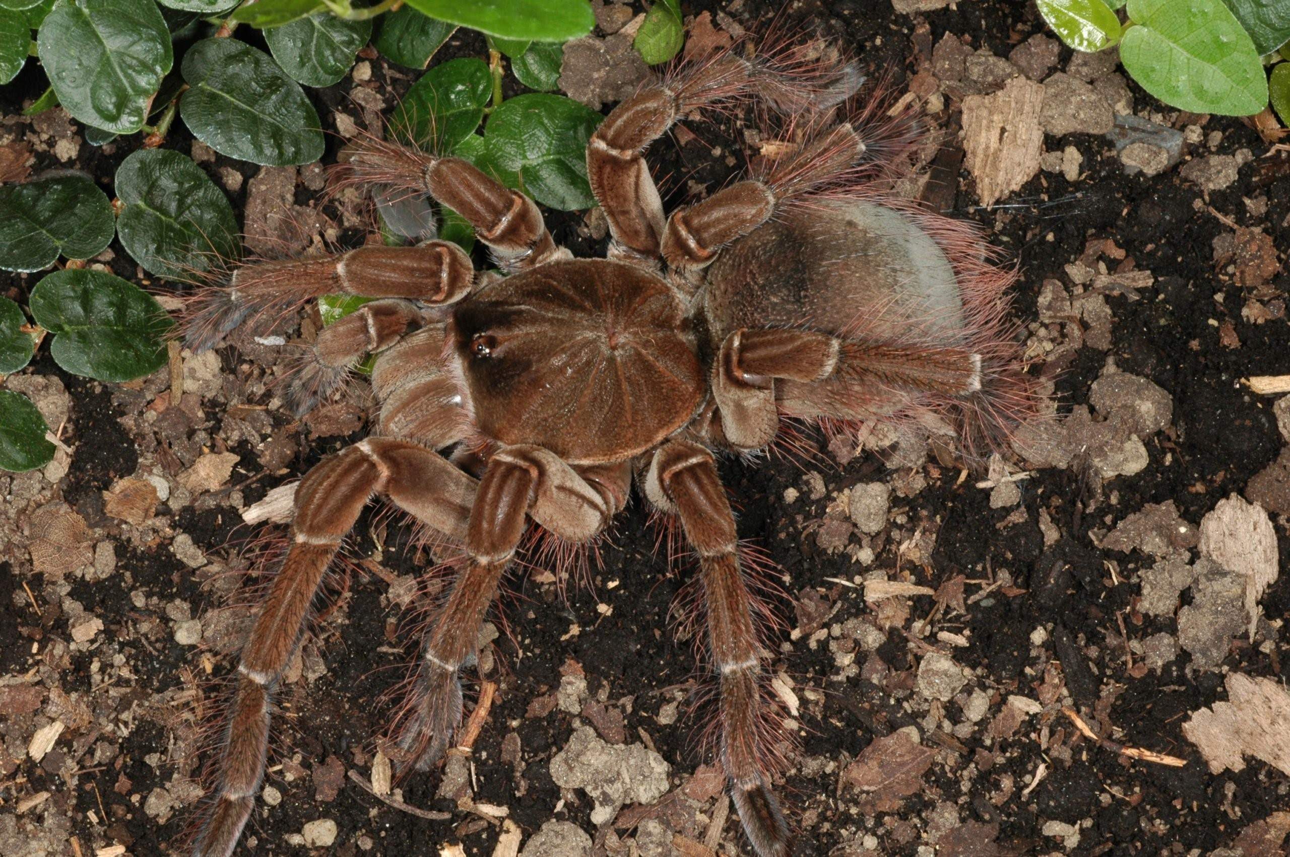 Самый крупный паук в мире фото