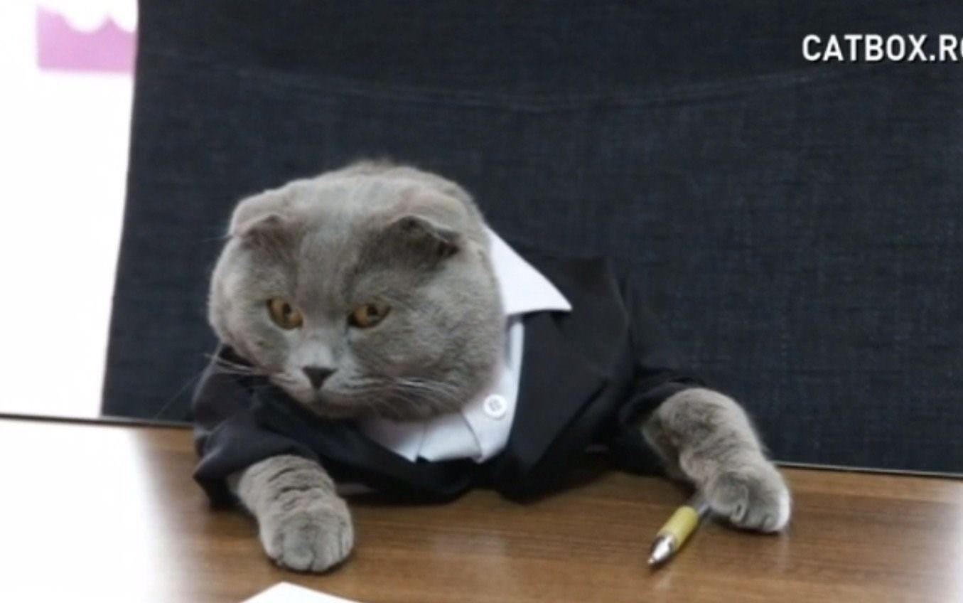 Кот в деловом костюме