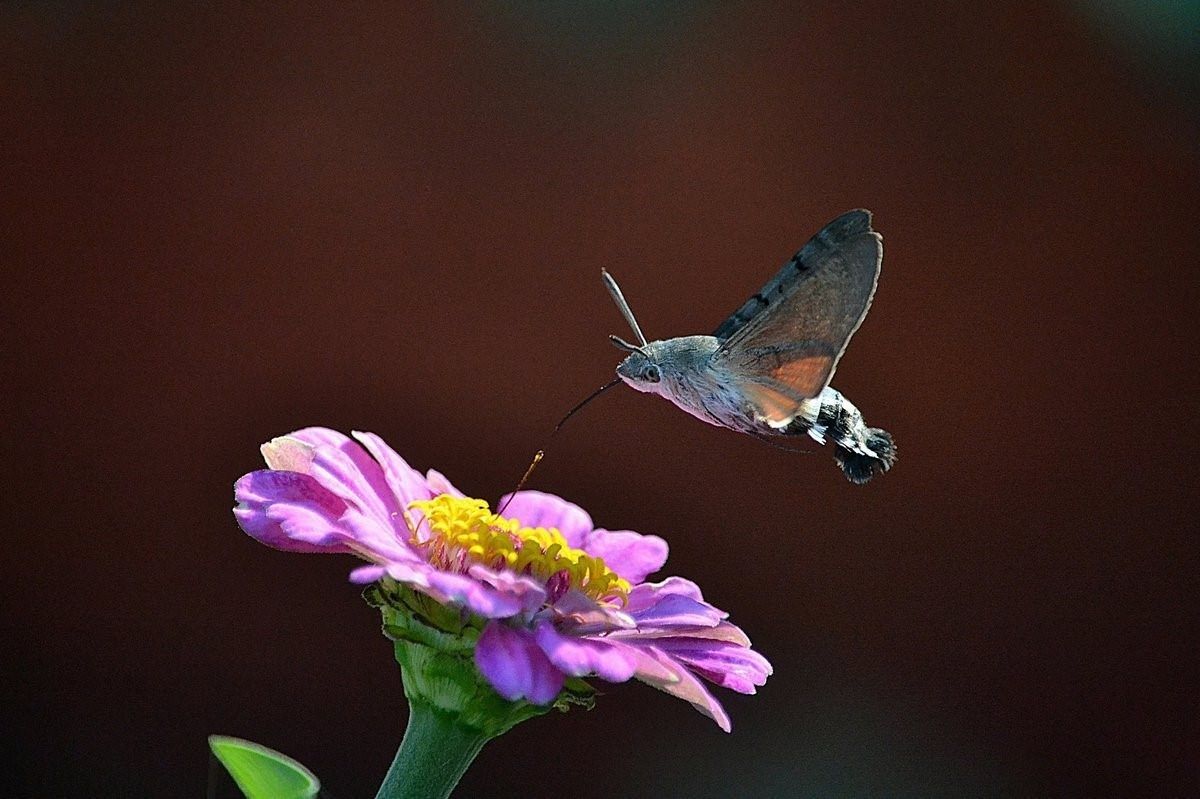 бабочка колибри бражник фото