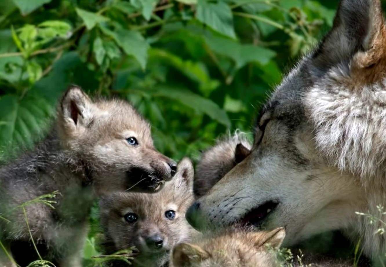 Четверо волков. Волк волчица и Волчонок. Семья Волков с волчатами. Животное волк волчица и волчата. Волк волчица и 2 волчонка.