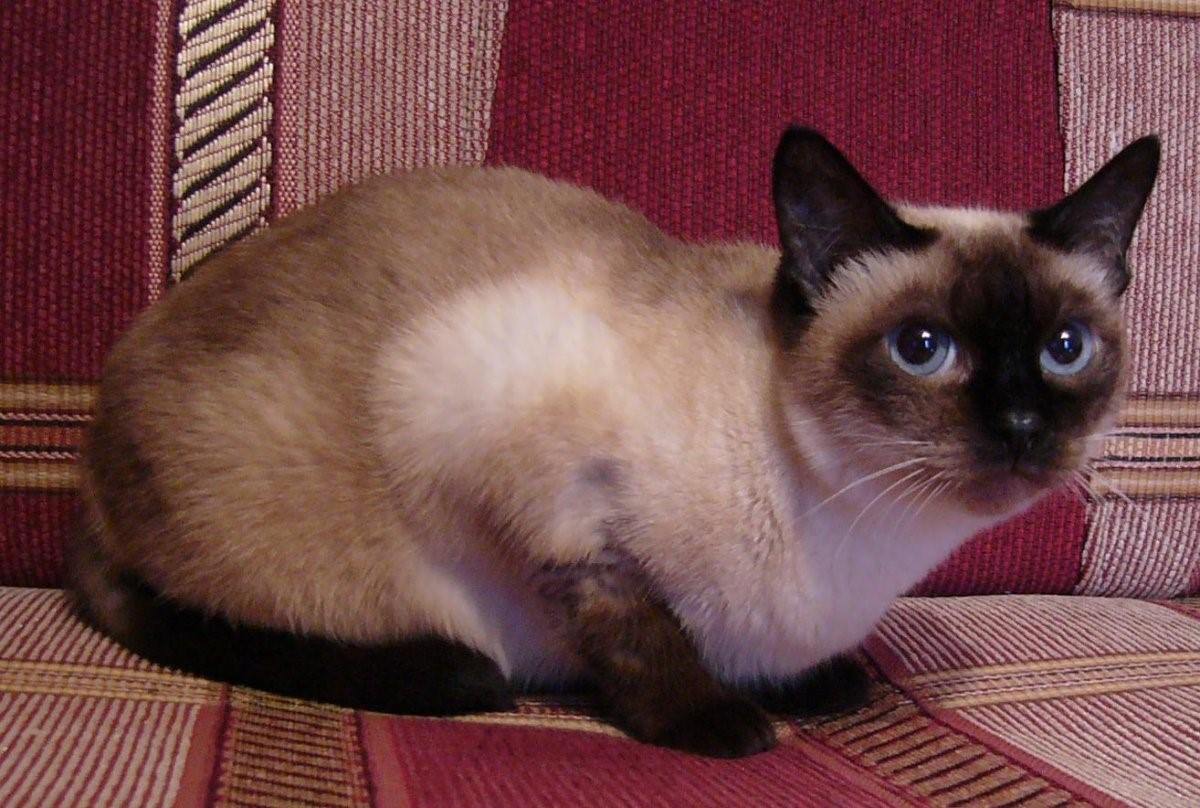 Породы кошек похожие на сиамских фото породы
