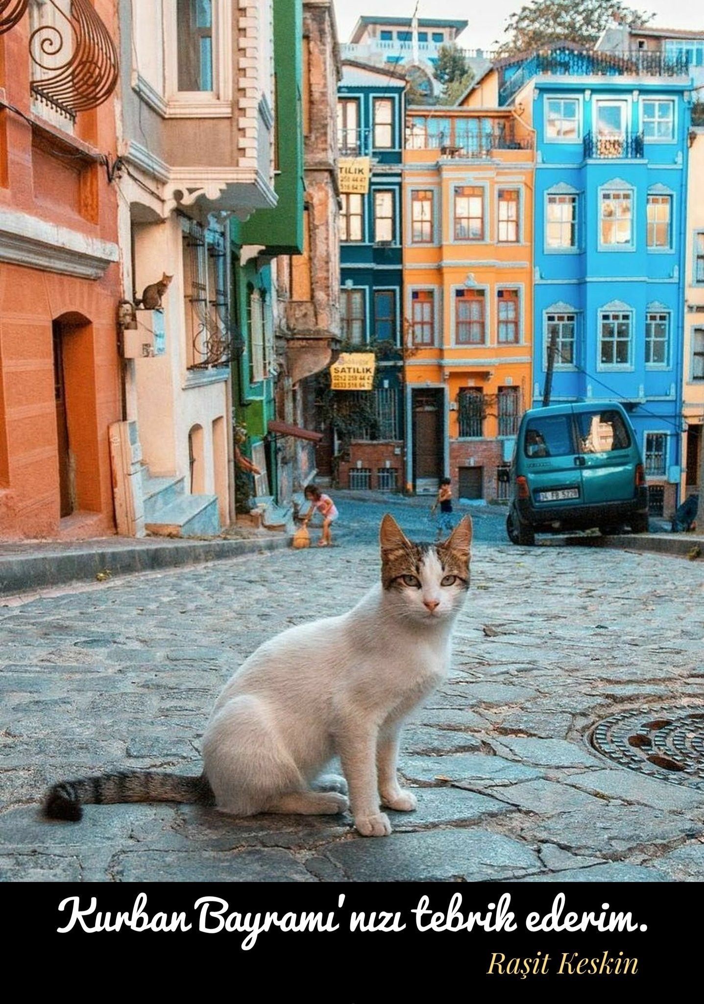 Кошка на улице города. Город кошек. Стамбульские кошки. Кошки в Стамбуле. Кушка город.