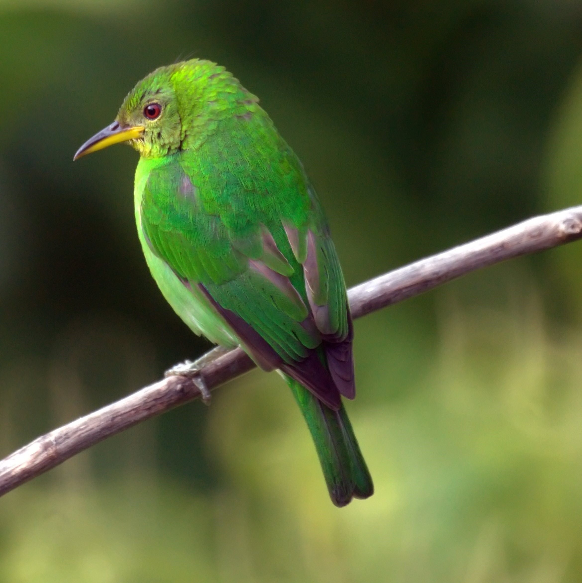 Птица с зеленым оперением. Chlorophanes Spiza. Зелёный САИ птица танагровых. Грин Грин Грин канарейка птица. Зелёная танагра.