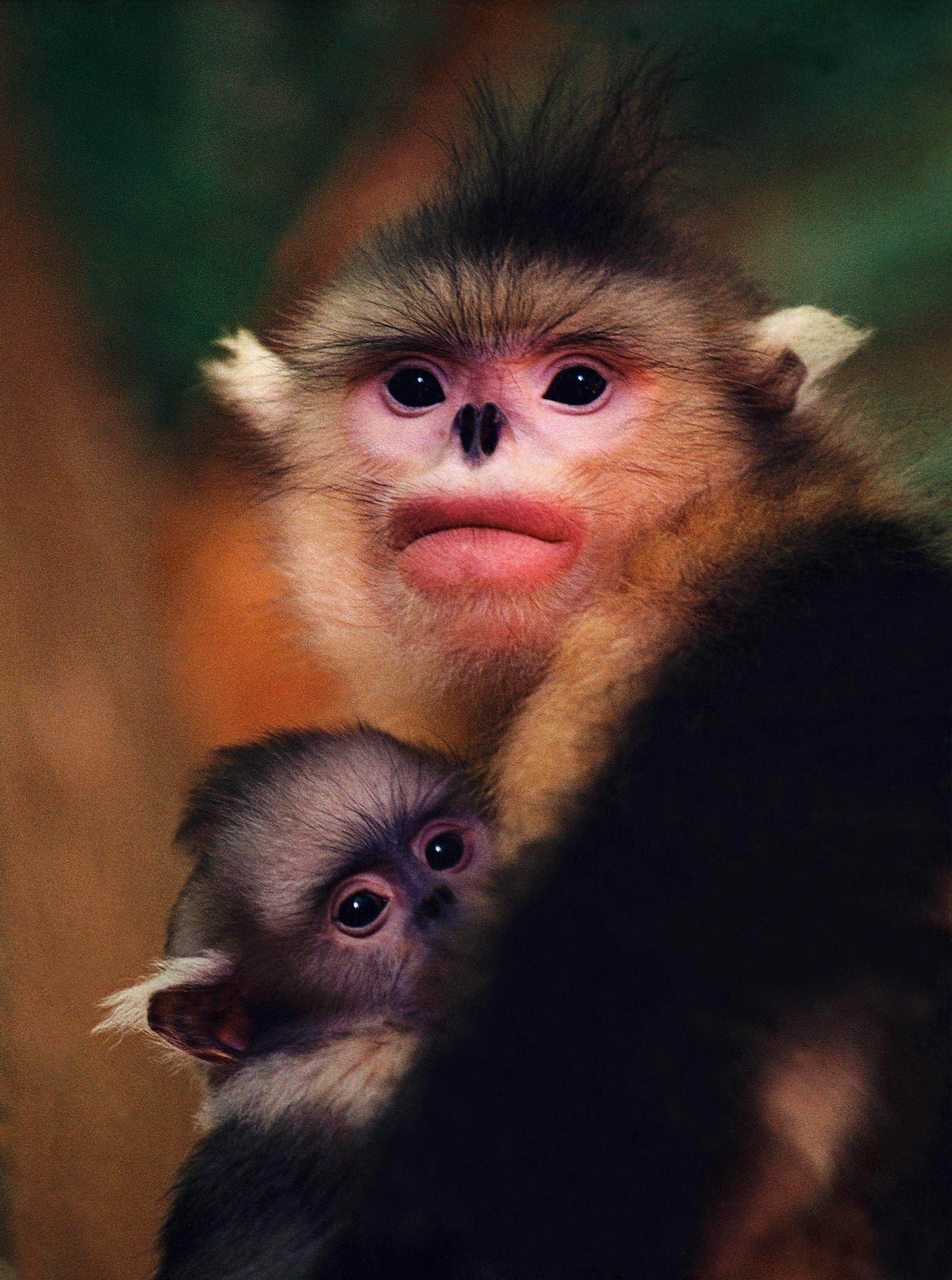 обезьяны в китае