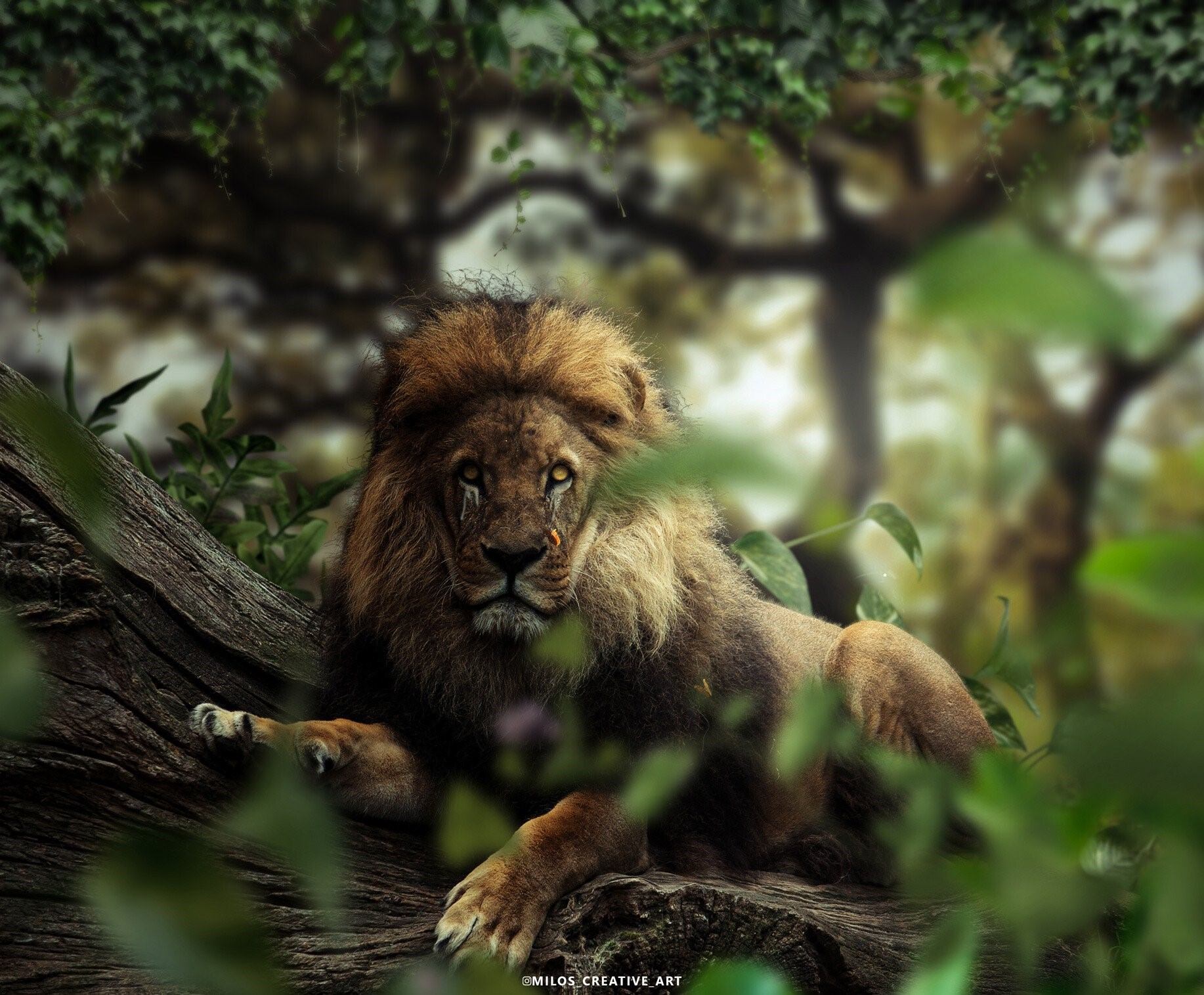 Маленького дикого Льва