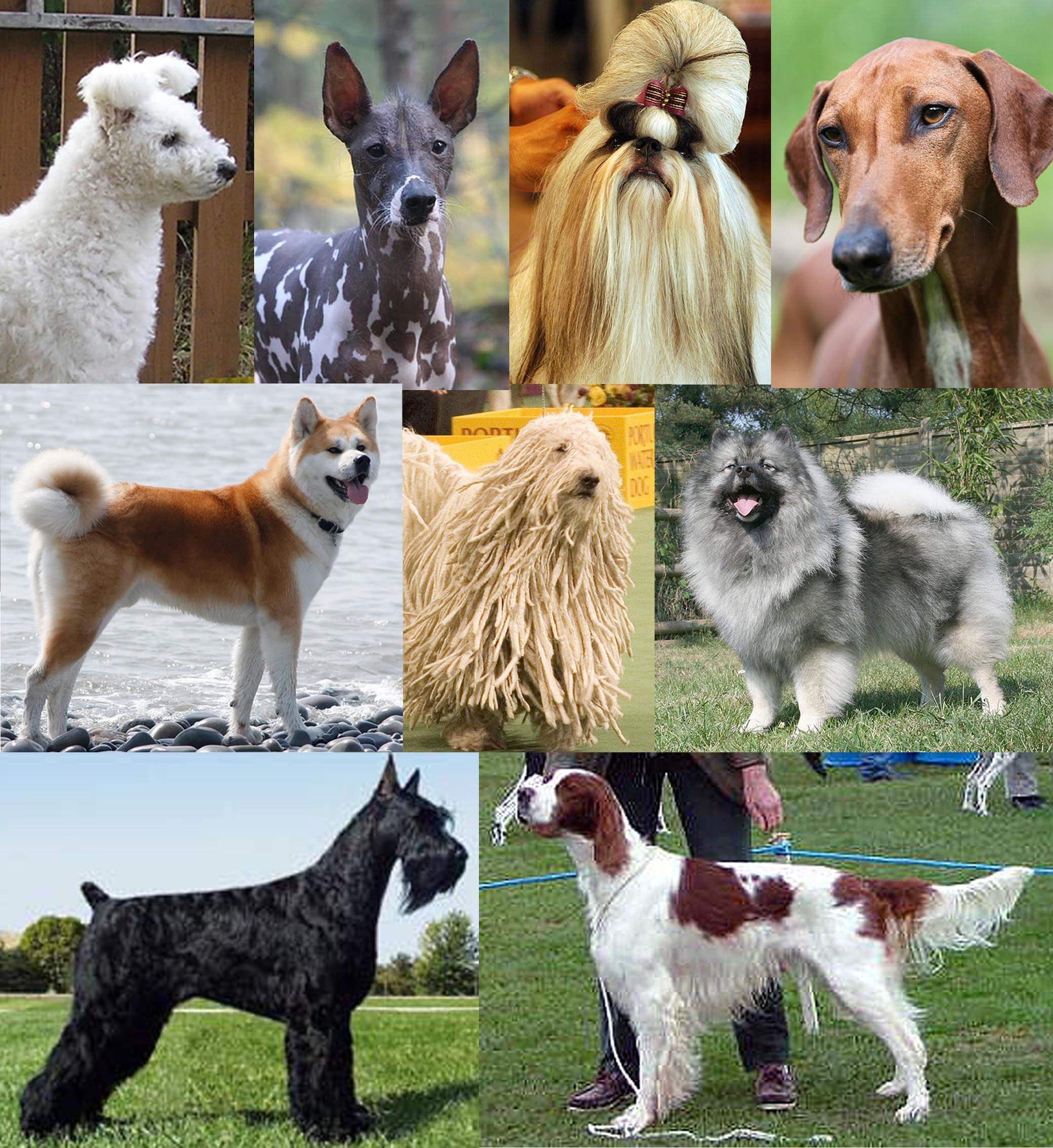 Породы собак с фотографиями с фото