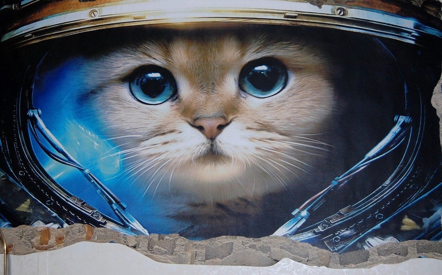 Фото кота в скафандре в космосе