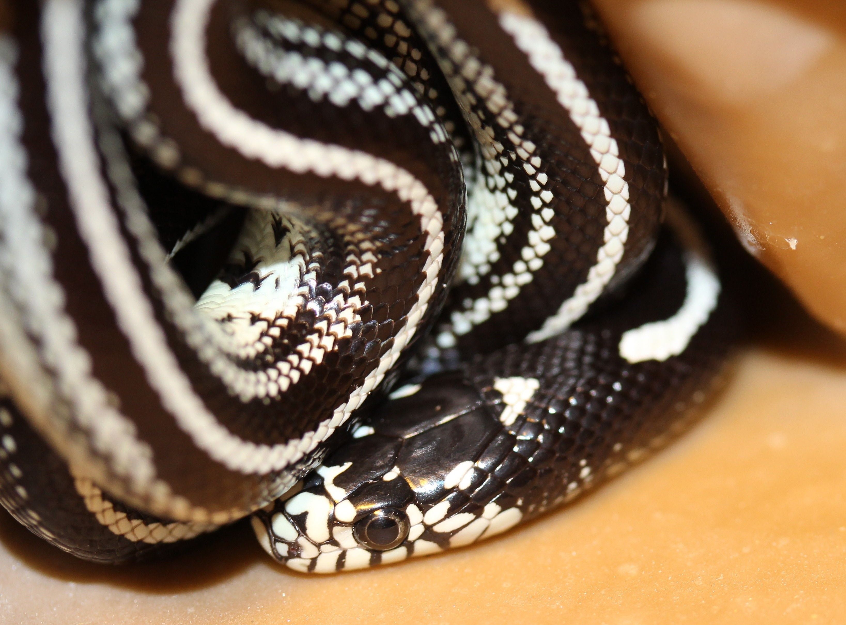 Полосатая змея черно белая