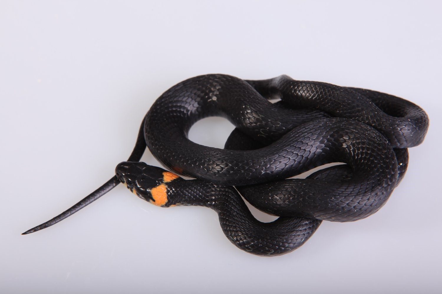 Черная змея с белой головой название и фото