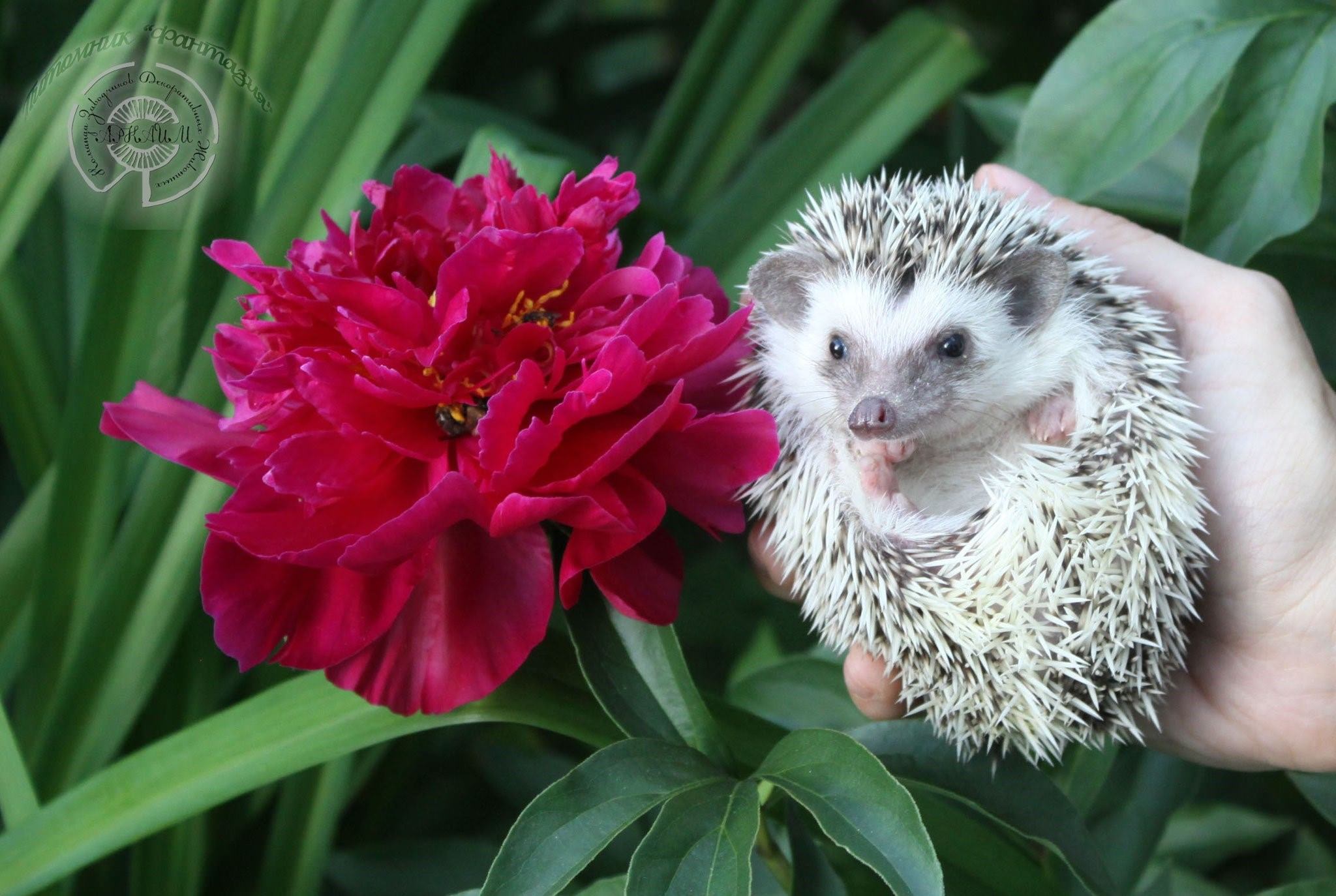 Hedgehog отзывы. Карликовый еж. Растение Ежик. Ежик с цветами. Милые ежики.