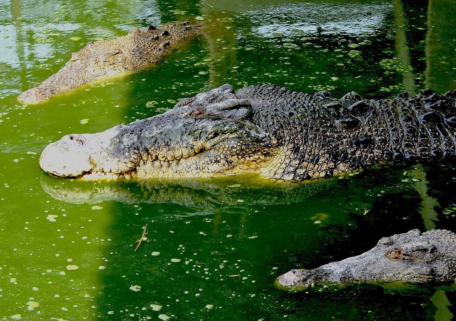 Крокодил самый опасный речной. Гребнистый крокодил. Нильский крокодил. Ареал гребнистого крокодила. Гребнистый крокодил в Австралии.