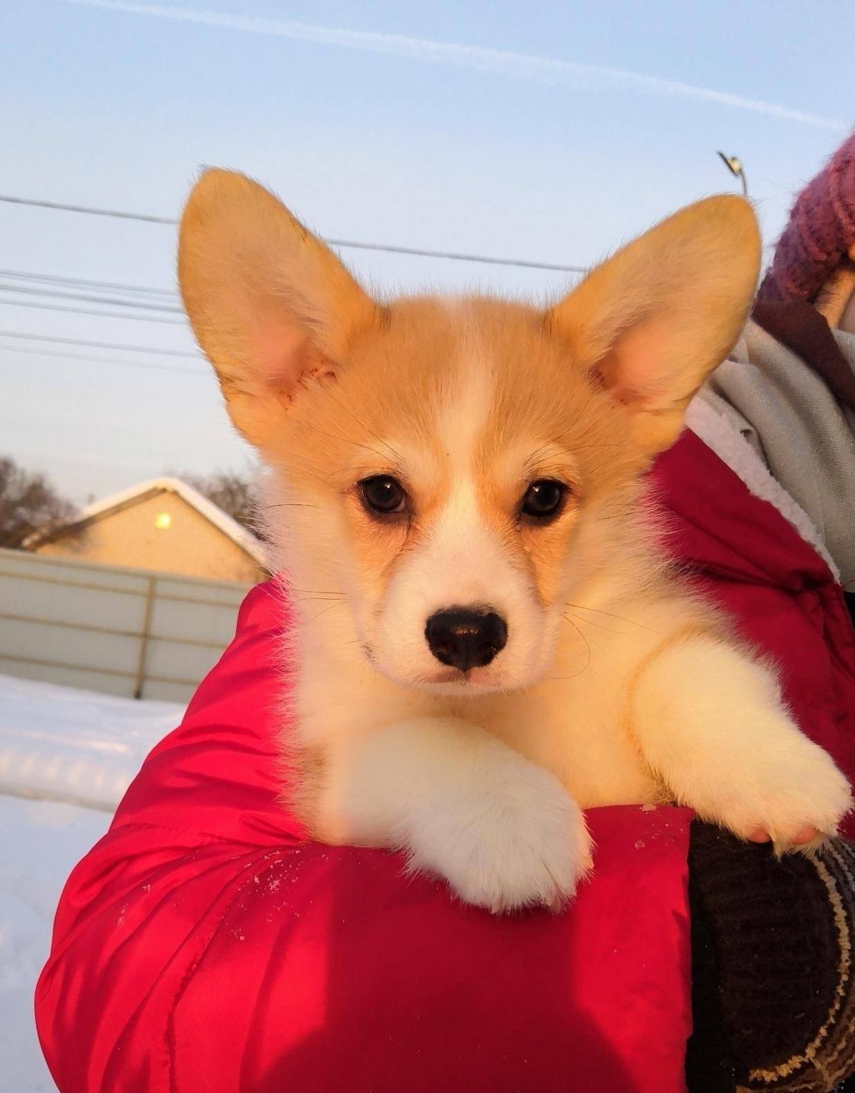 Корги Коржик блоггер