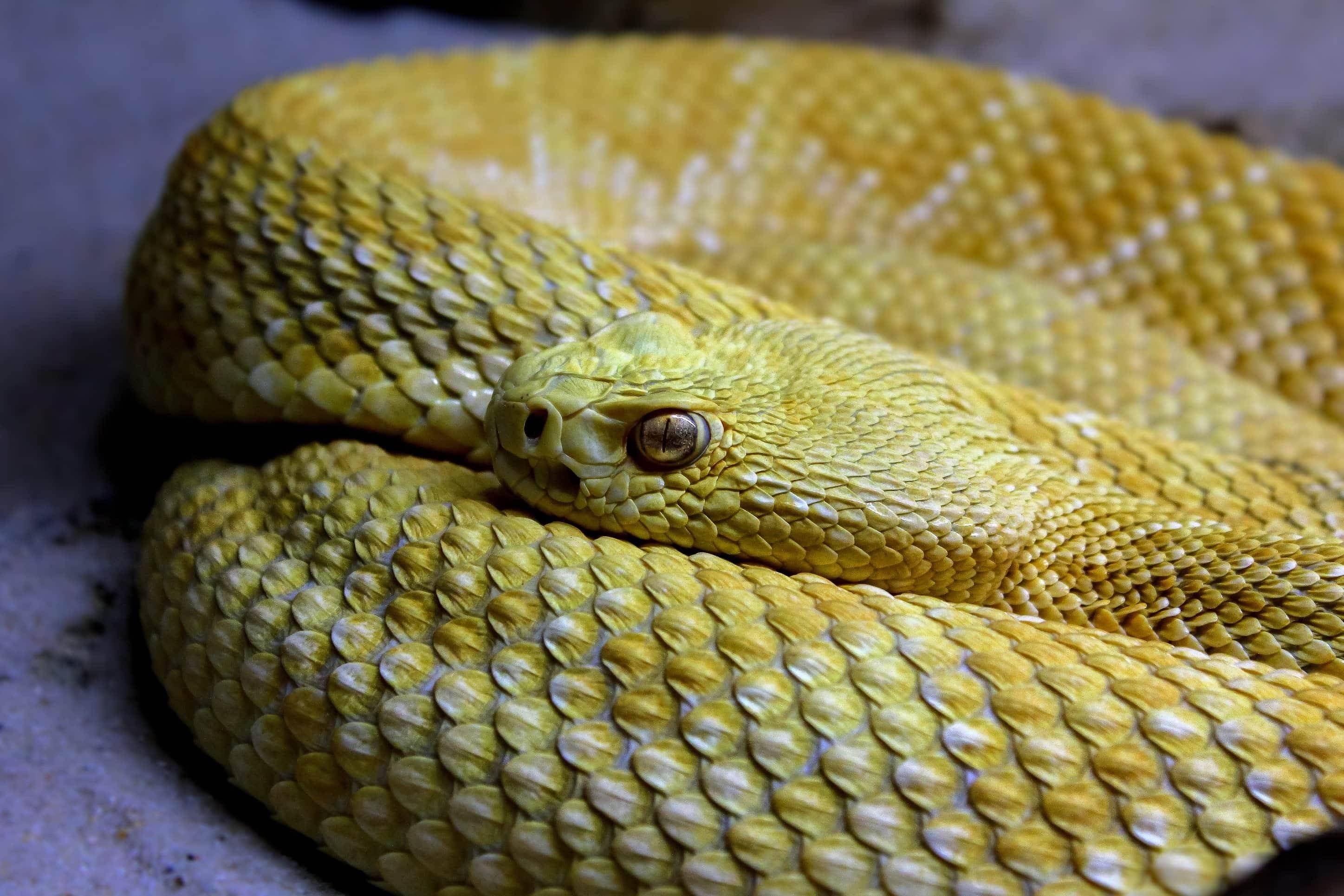желтая кобра фото