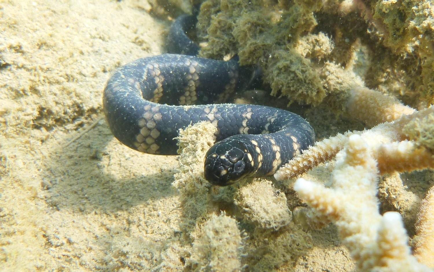 Змеи черного моря фото и названия