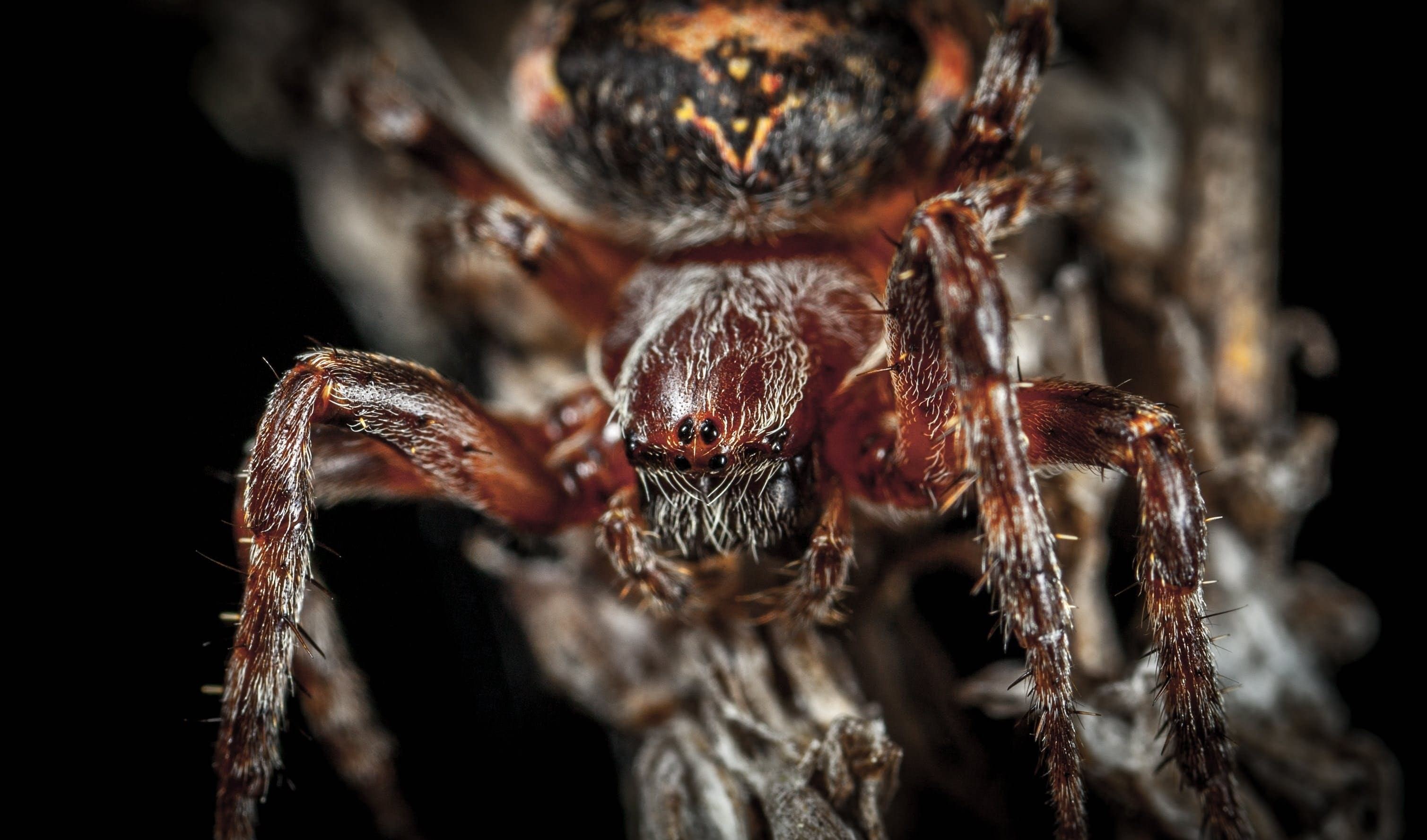 Фото пауков страшных. Lycosa aragogi. Самый страшный паук в мире.