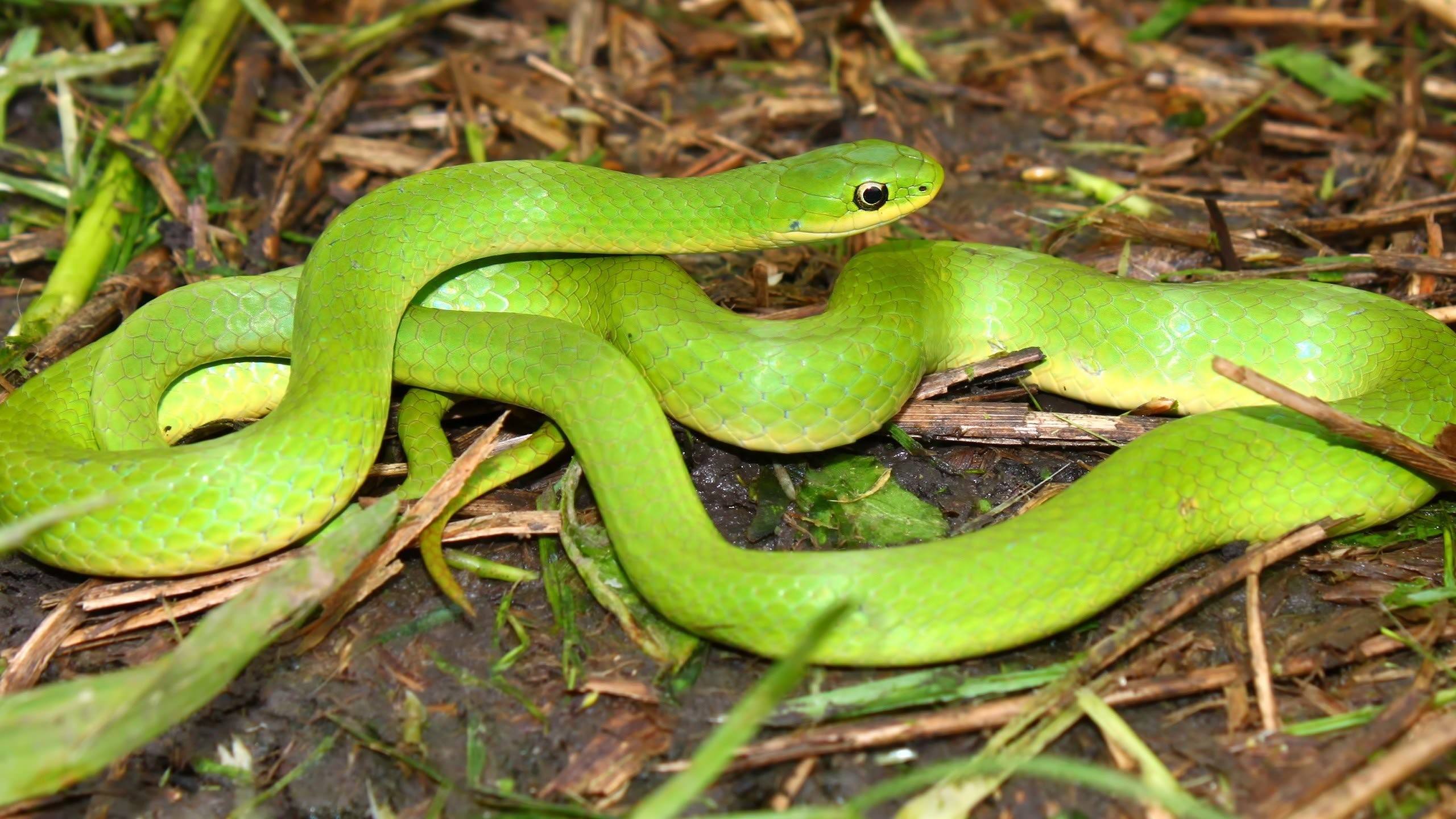 Большие зеленые змеи. Смарагдовый полоз зеленый. Зелёная мамба змея. Зеленый полоз змея. Green Snake 2021.