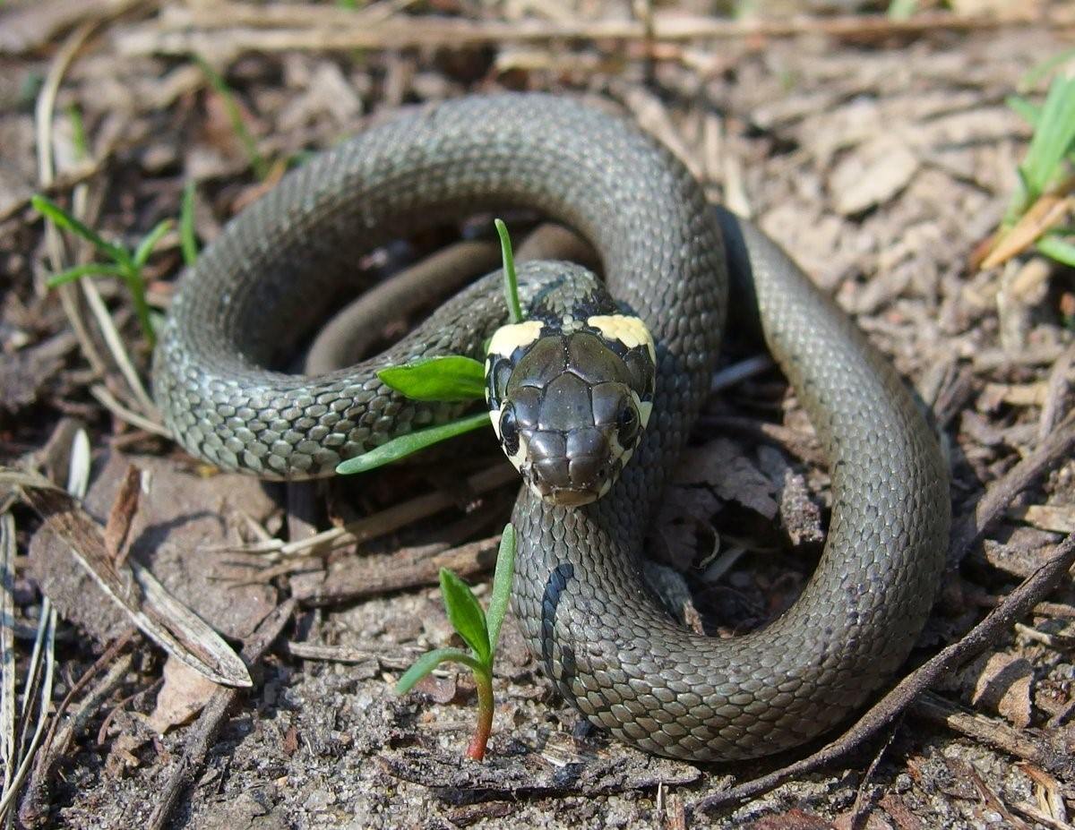 ядовитые змеи башкирии фото и названия