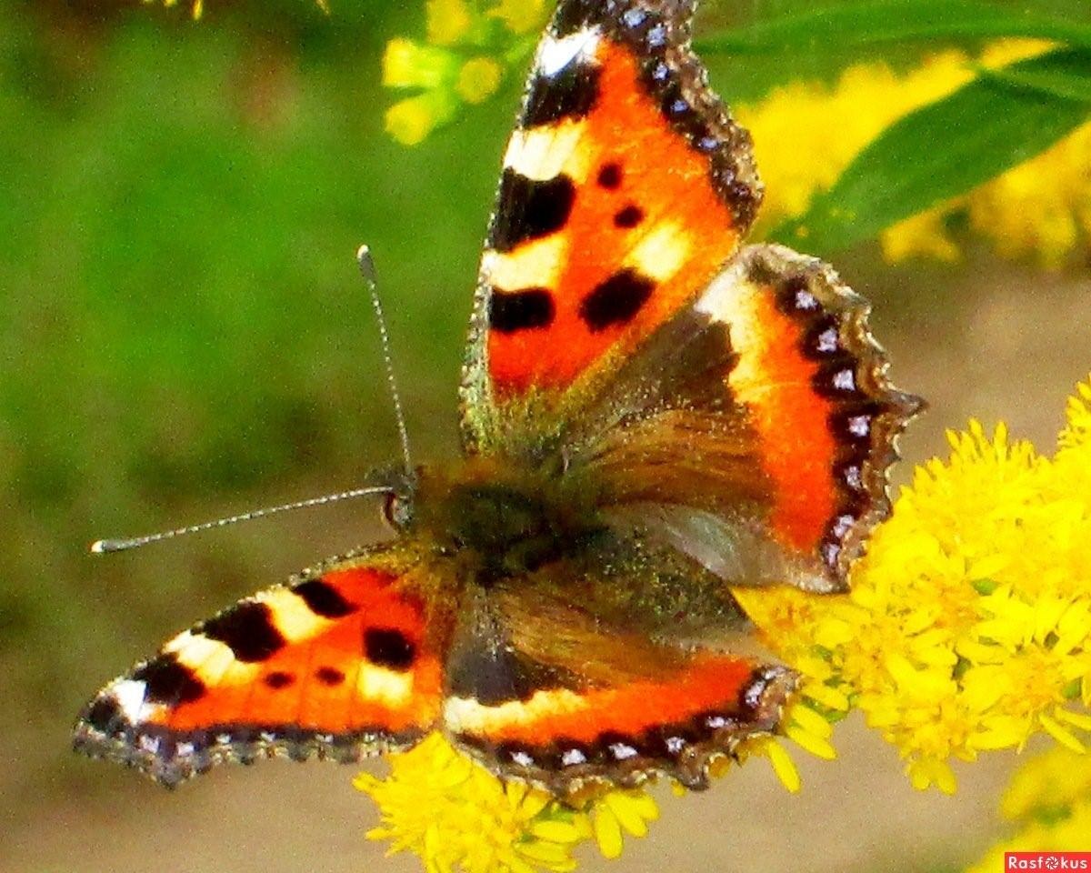 Покажи бабочку крапивницу. Бабочка Шоколадница-крапивница. Бабочка крапивница отряд. Гусеница бабочки шоколадницы. Бабочка многоцветница и крапивница.