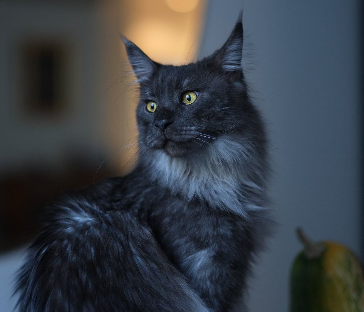 Котенок мейн кун серый фото