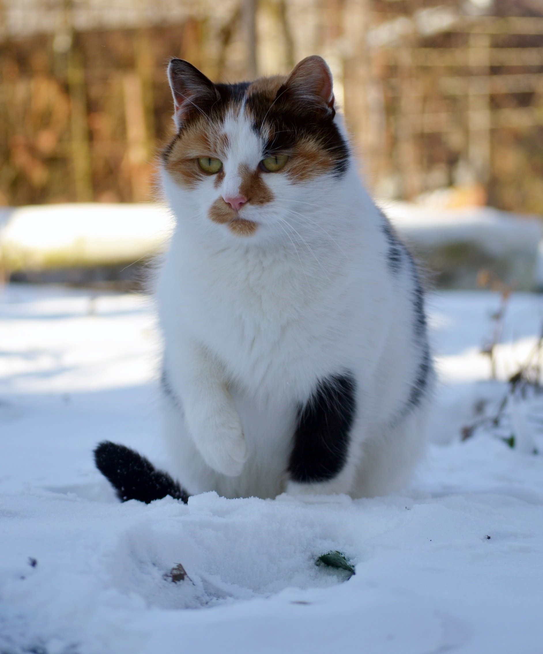 Кот снежок фото