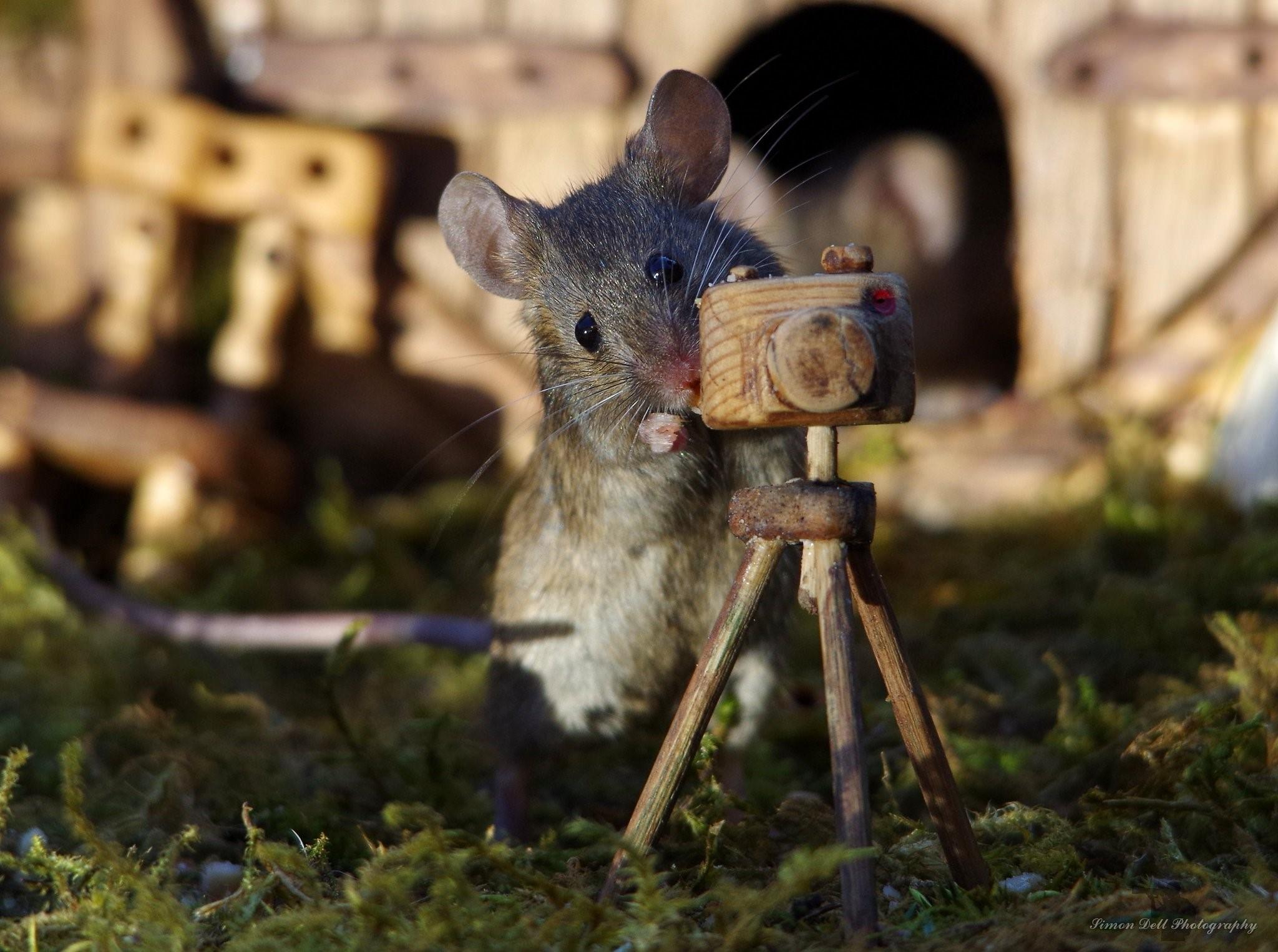 Мыш ный. Любопытный мышонок. Мышонок деревенский. Мышь городская. Мышь деревенская.