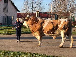 Племенные быки