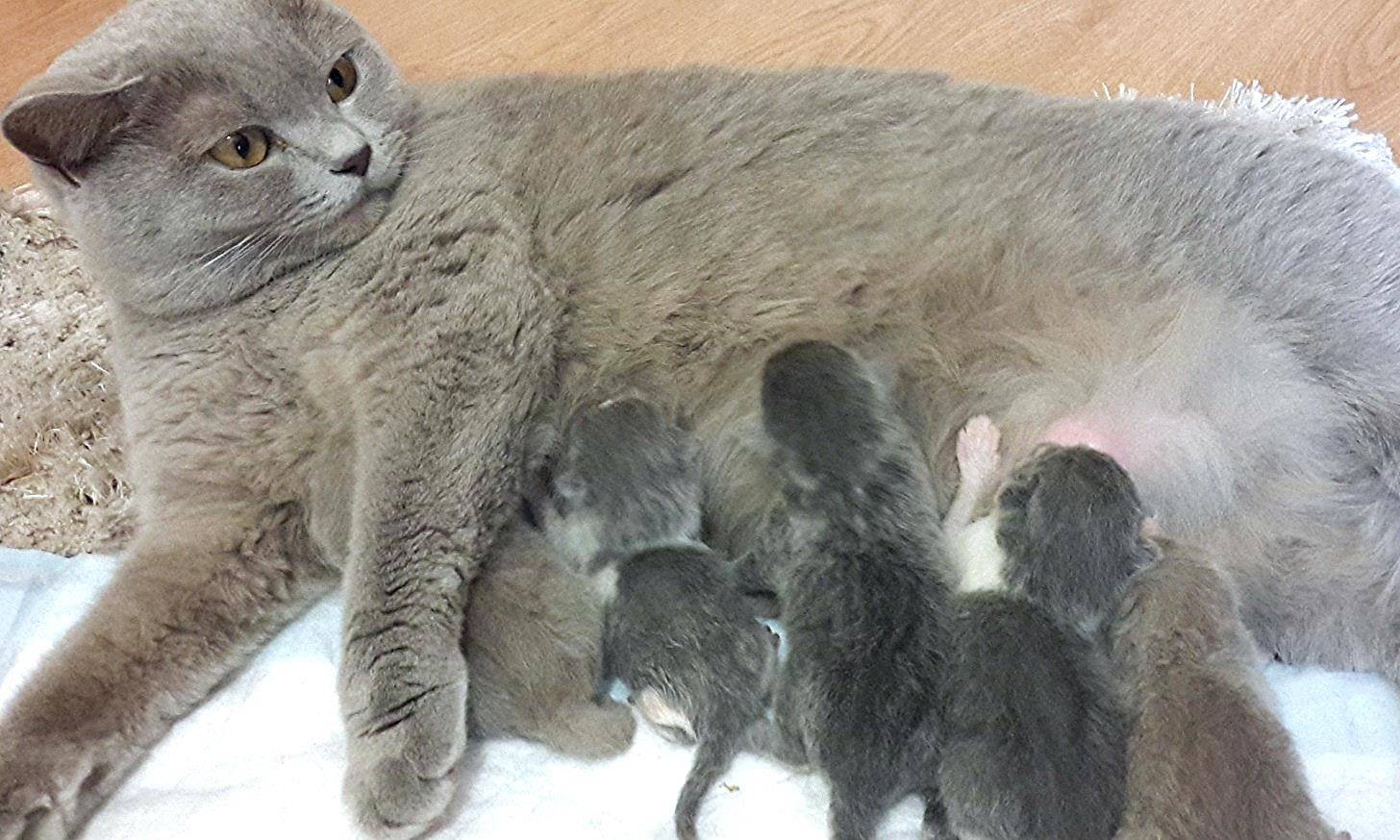 Котята британские новорожденные фото