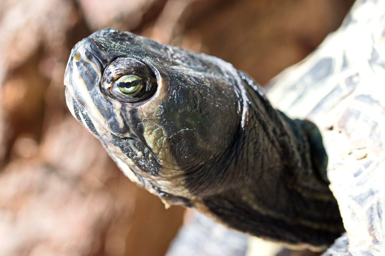 Черепаха приспособленность. Баскинг черепаха. Глаза черепахи фото. Голова черепахи. Шея черепахи.