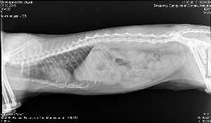 Рентген легких здоровой кошки