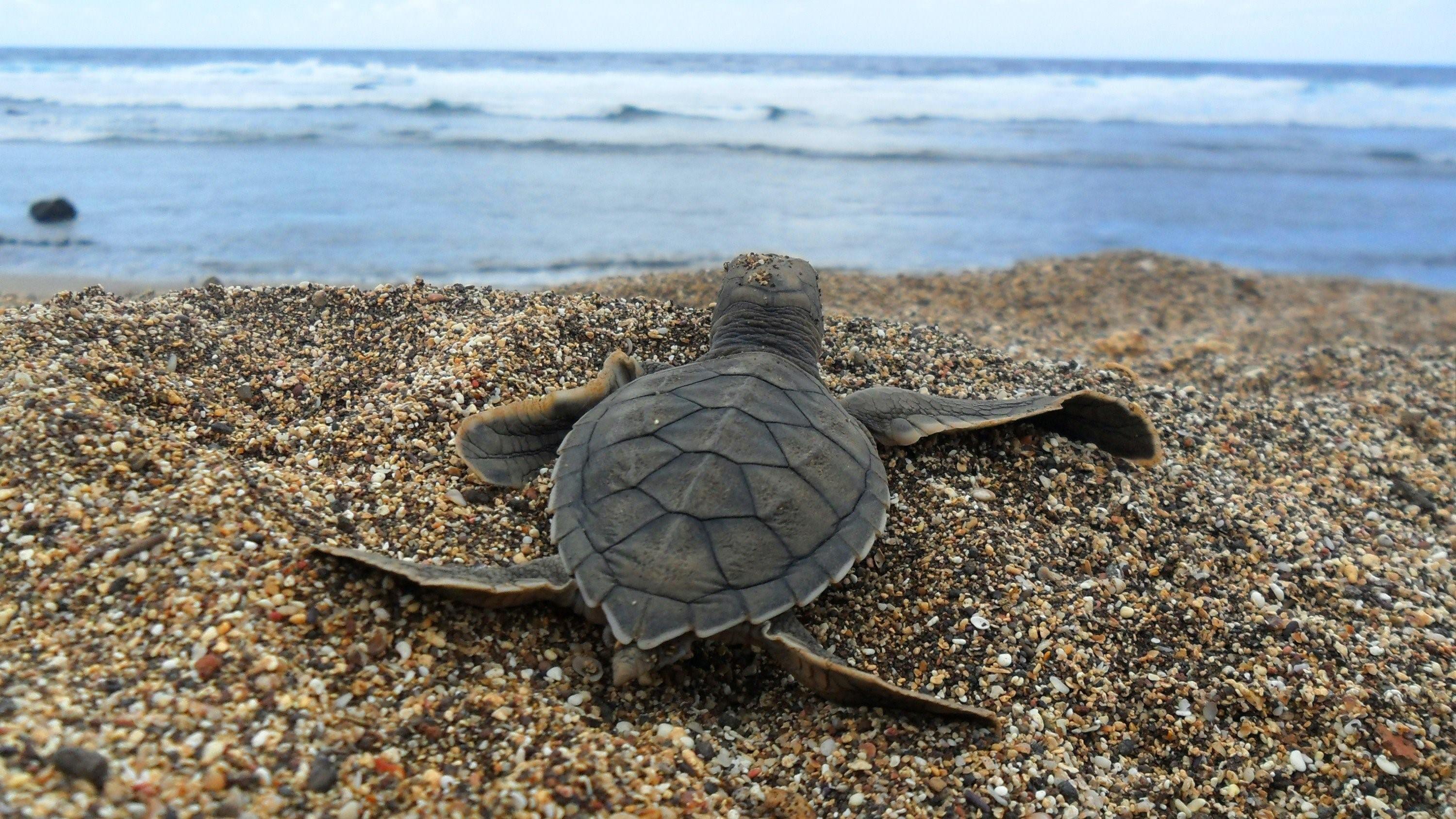 Черепаха приспособленность. Черепаха бисса (Каретта). Морская черепаха. Черепашка к морю. Морская черепаха в море.