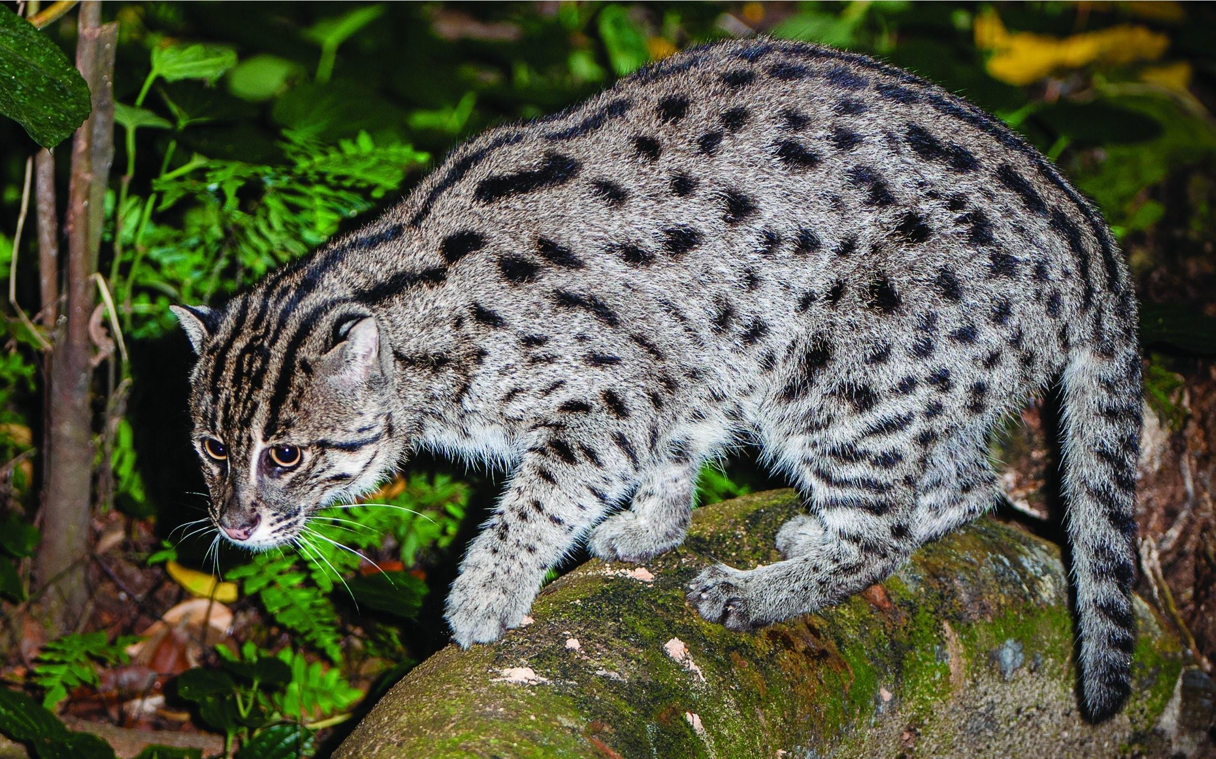 Серая кошка с черными пятнами. Суматранский леопард. Бенгальский камышовый кот. Камышовый кот Оцелот. Бенгальская кошка Дикая.