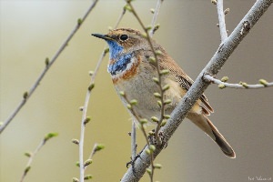 Лесные птицы самарской области