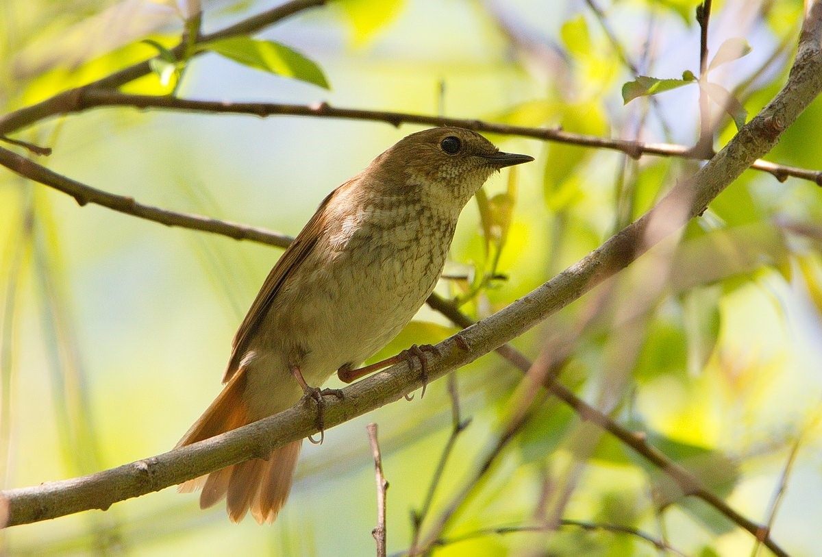 Певчие птицы пермского края фото с названиями
