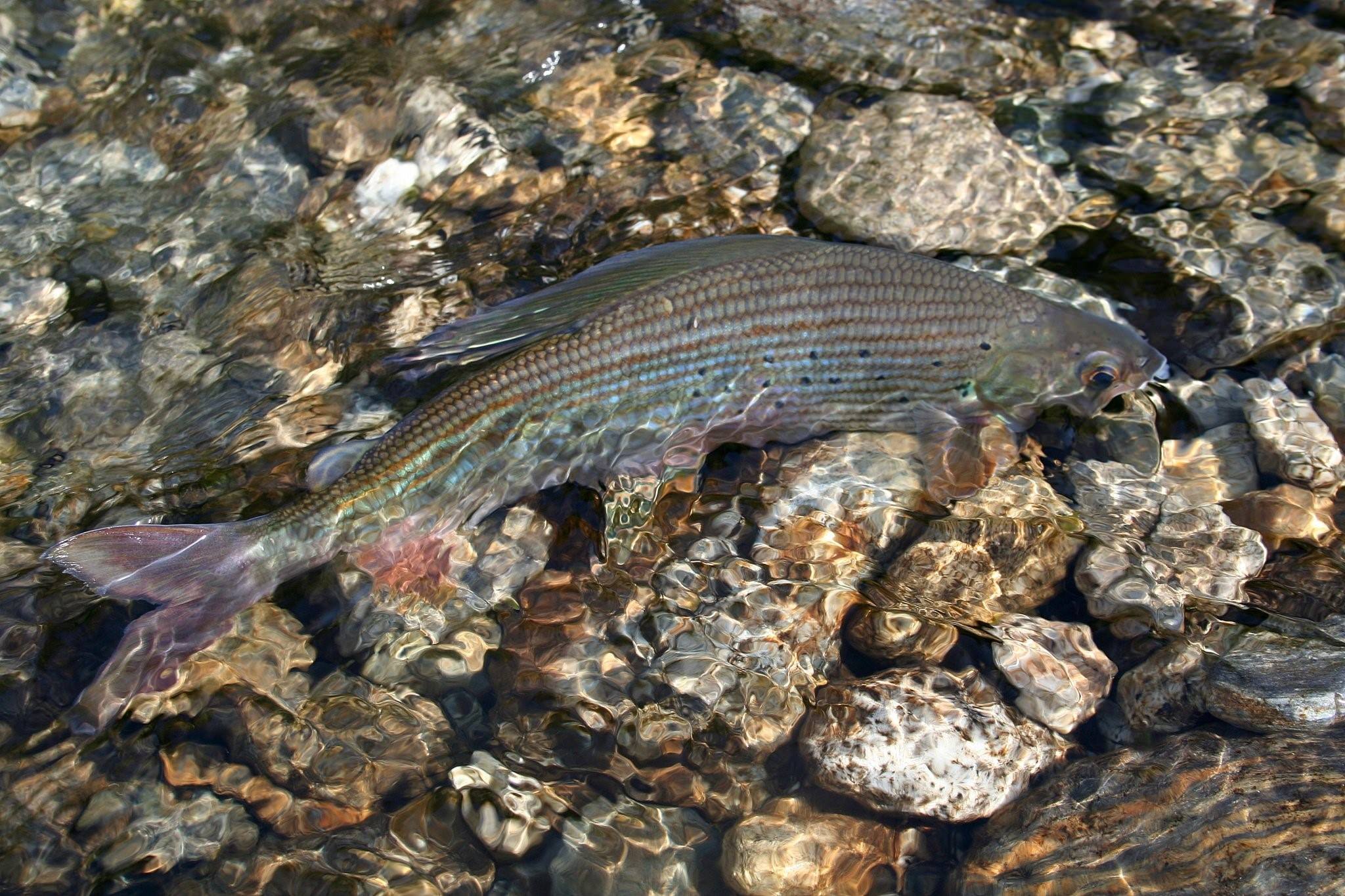 Рыбы забайкальского края фото и описание