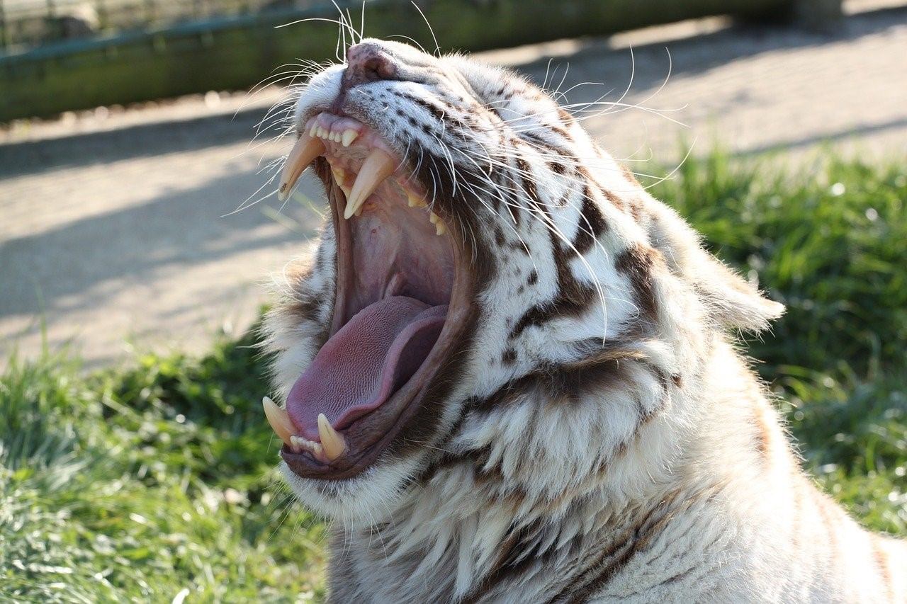 Короткая пасть. Клыки хищных животных. Зубы тигра. Клыки тигра.