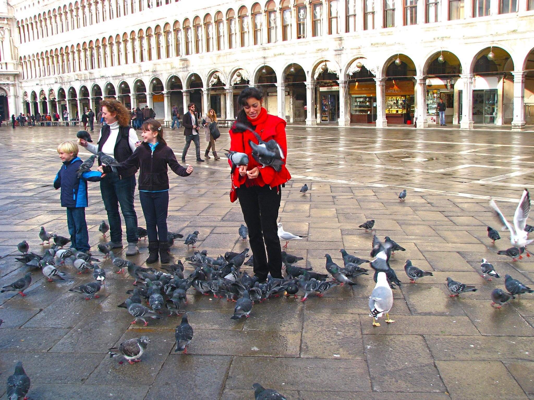 голуби на площади сан марко в венеции