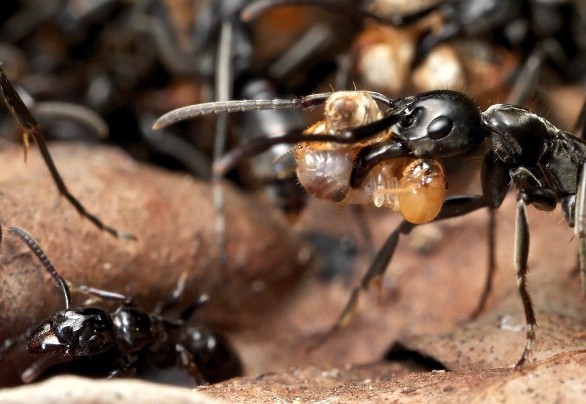Заболевшие муравьи. Муравей. Хищные муравьи. Муравьи наблюдатели.