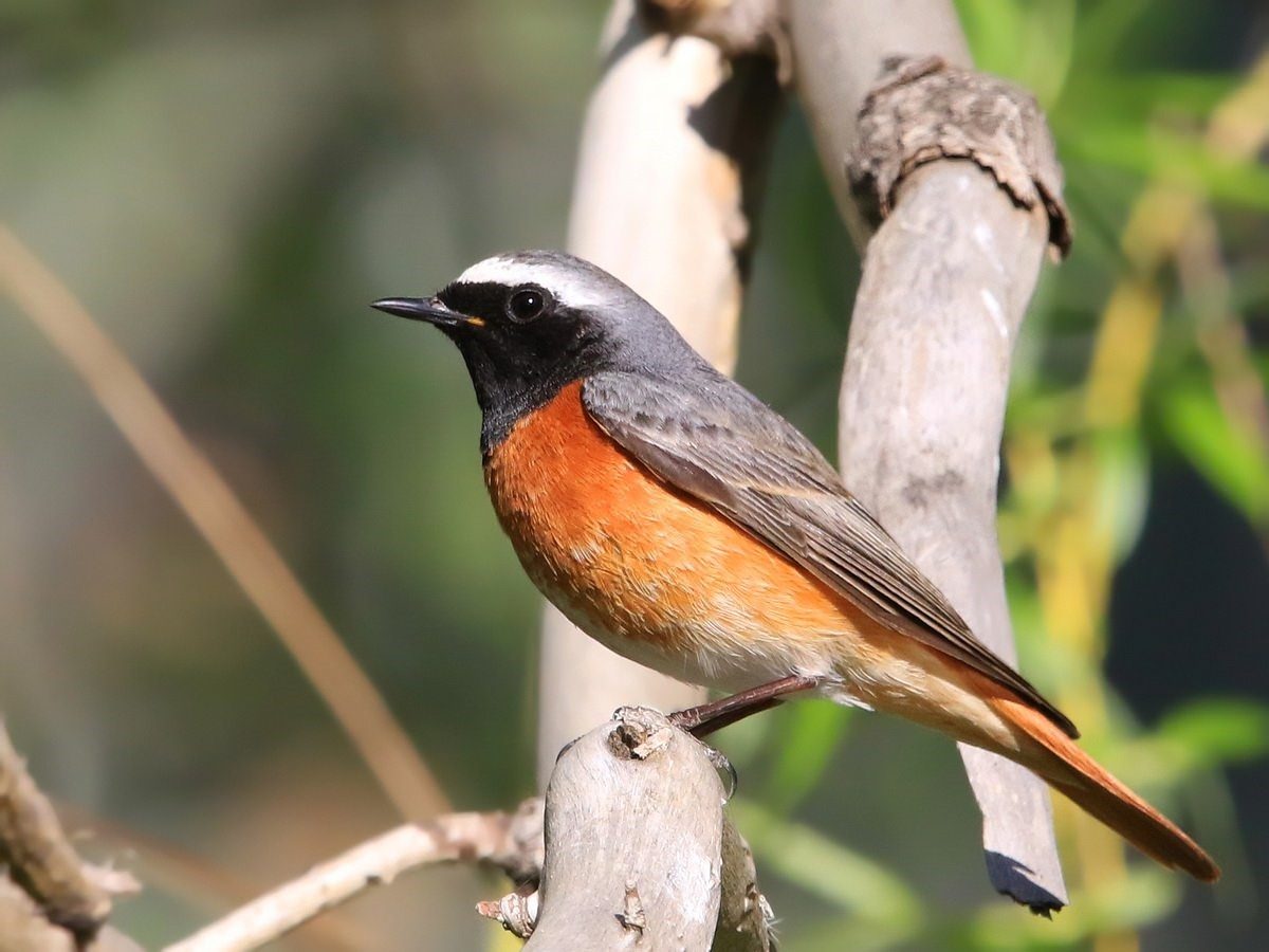 Птицы забайкальского края фото и описание с оранжевой грудкой