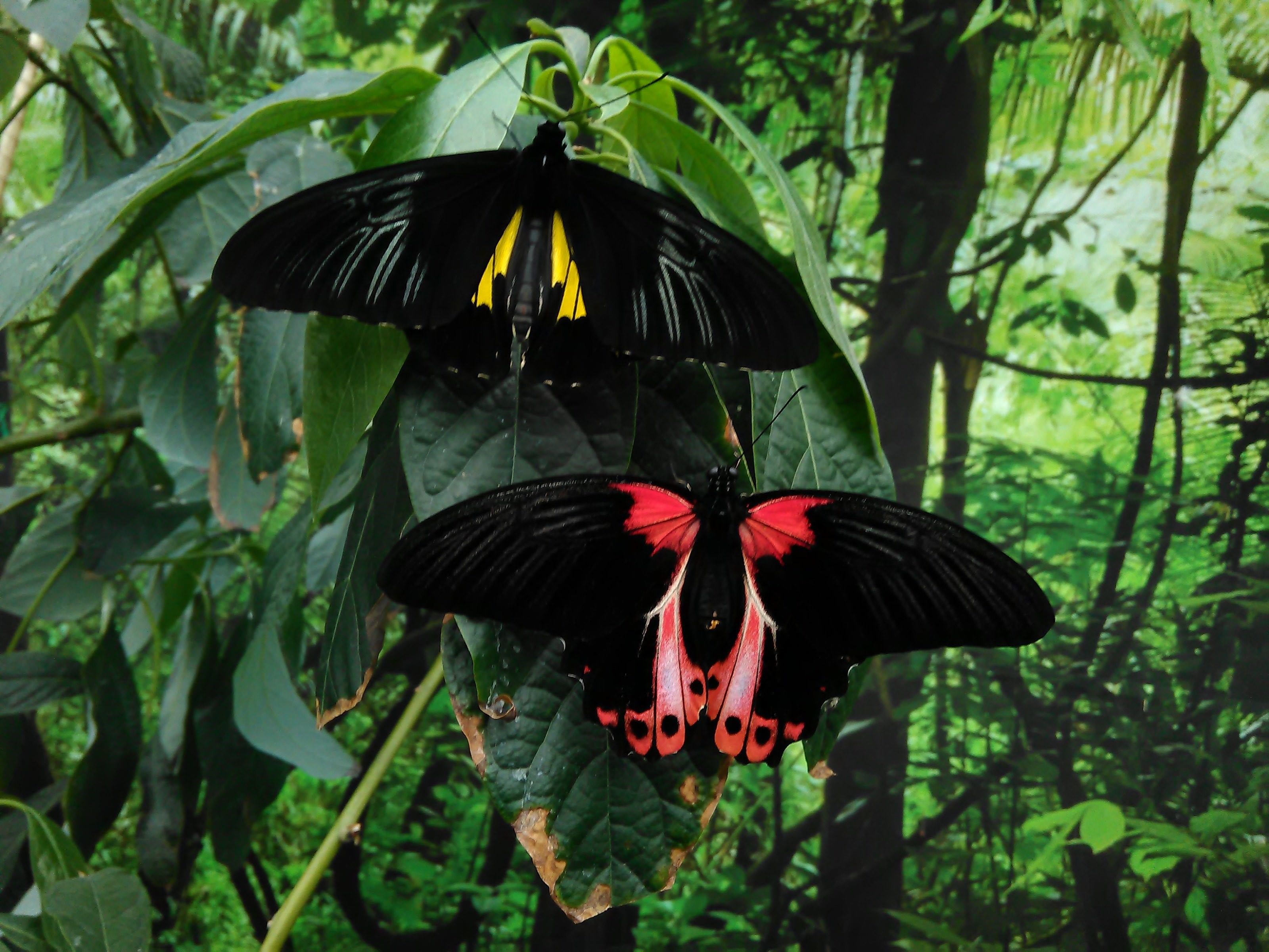 Бабочки Сельва Южной Америки