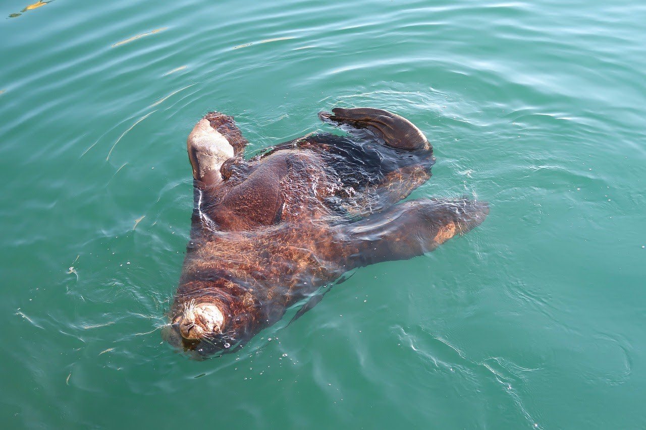 Морская собака животное. Морская собака Сахалин. Сивучи на Сахалине. Морская собака Владивосток. Камчатский морской Лев.