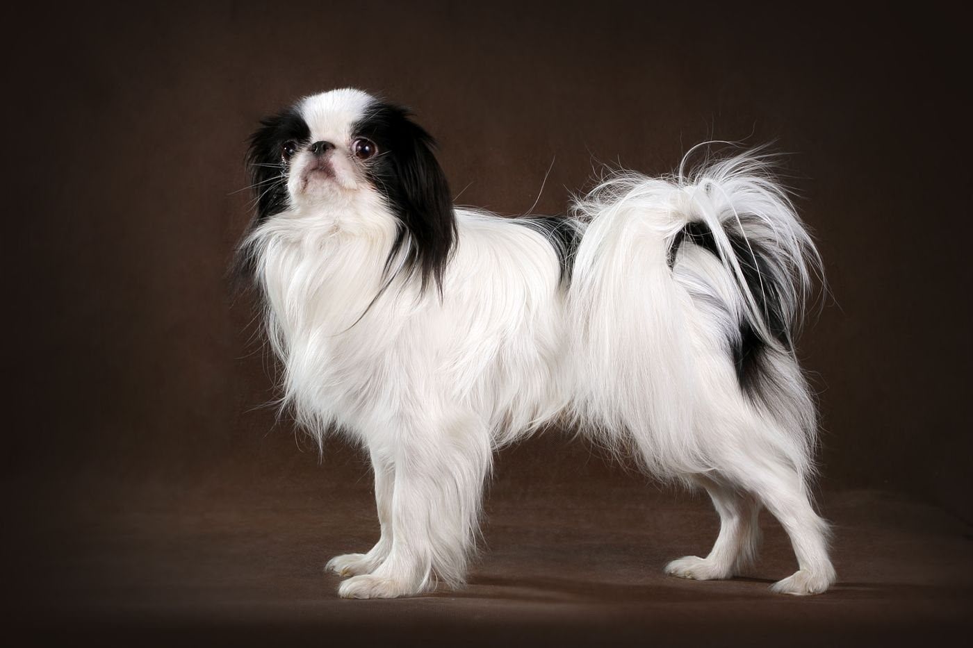 Порода собак японский хин фото описание породы