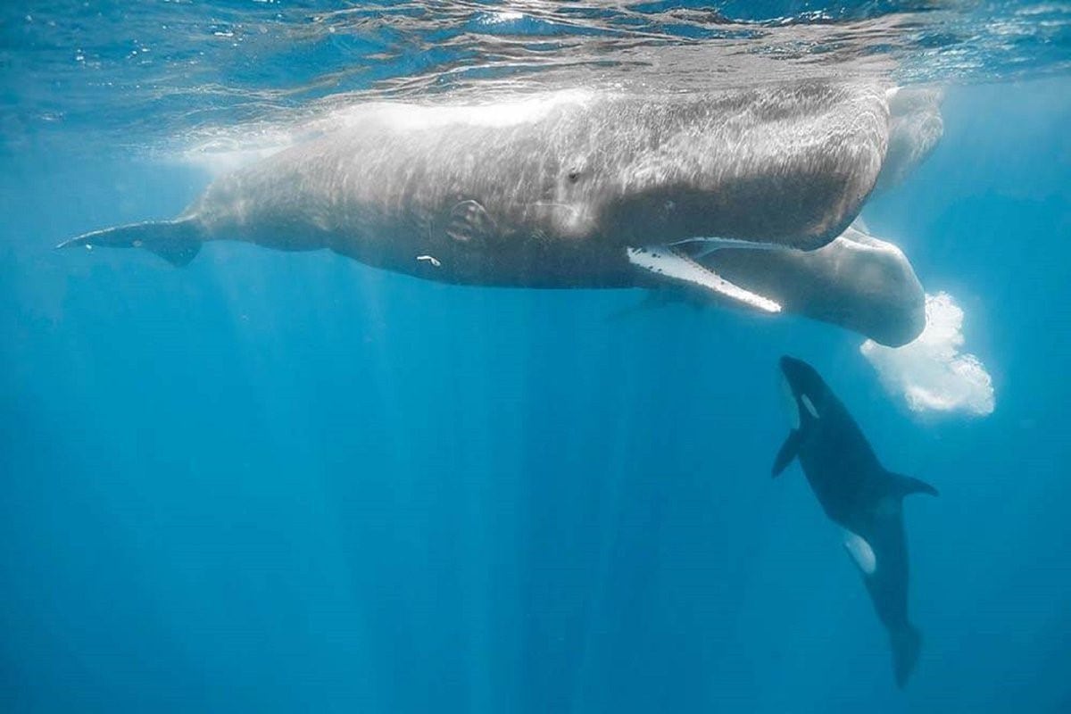 Дельфин Касатка Кашалот кит