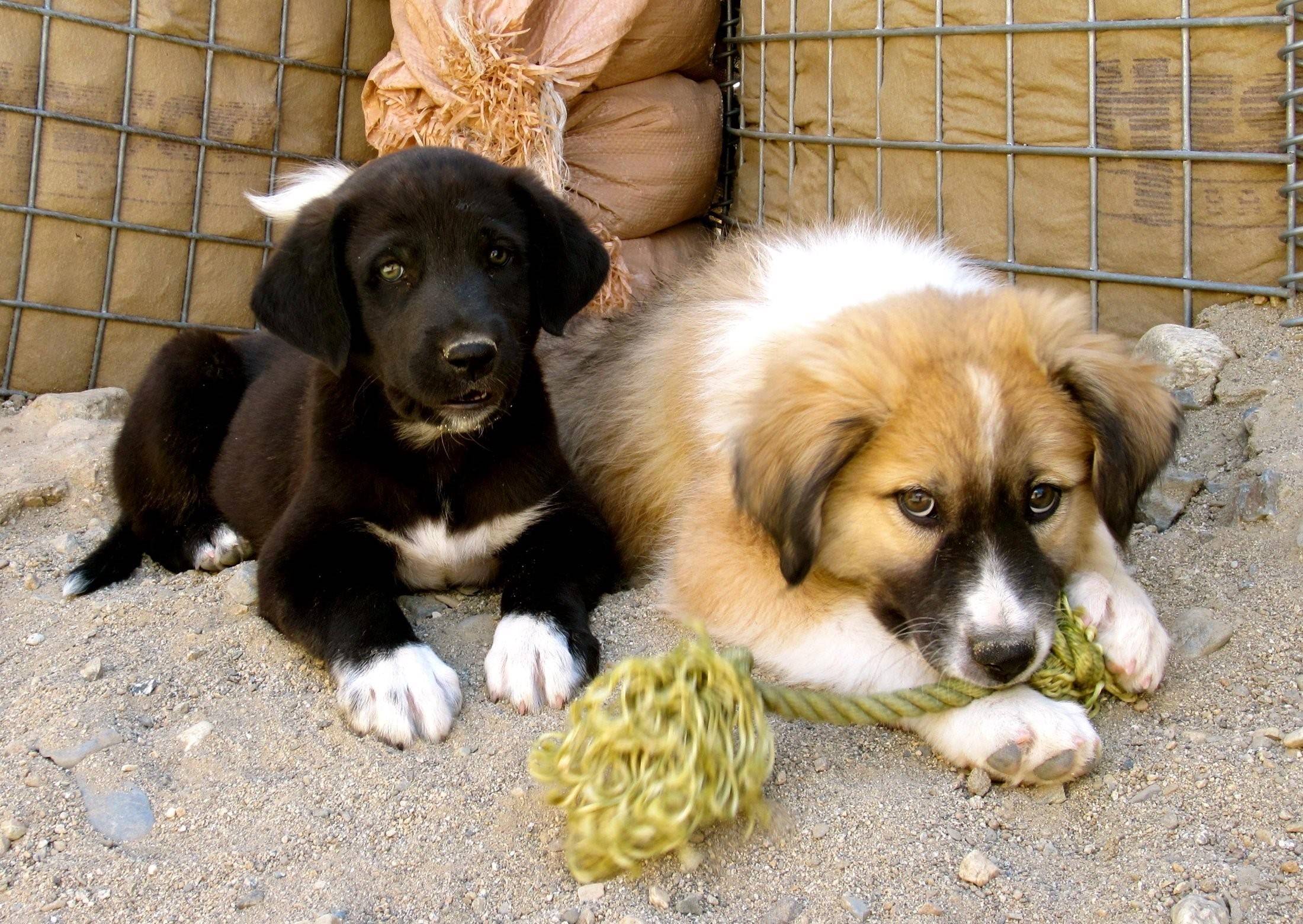 Фото дворняжек собак щенков и взрослых