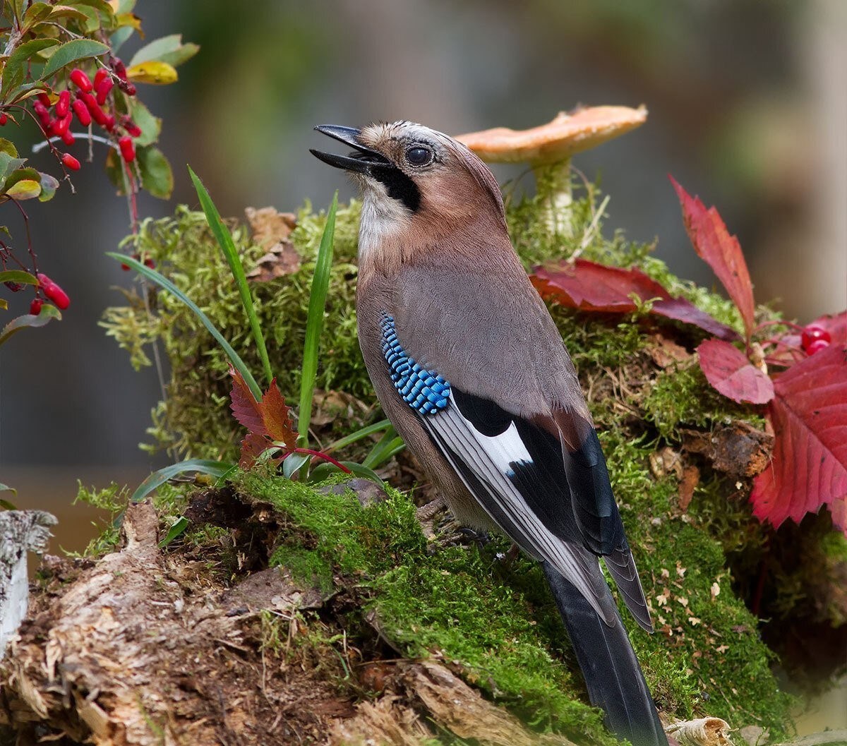 Фото лесных птиц подмосковья с названиями и фото