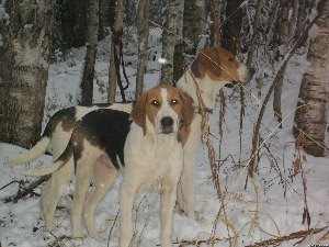 Русская пегая гончая щенки