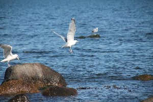 Чайки балтийского моря