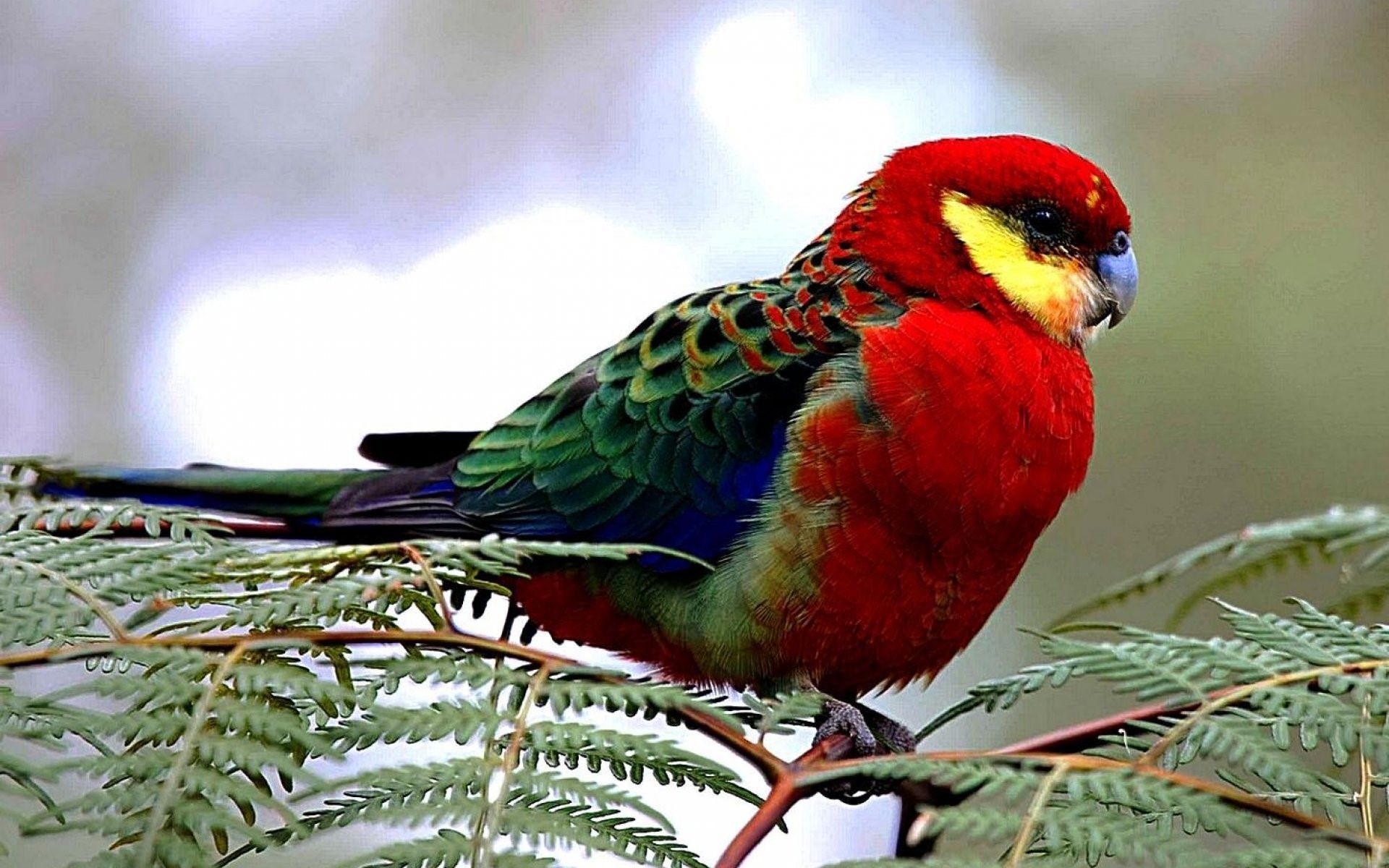 Розелла попугай виды с фото и названиями