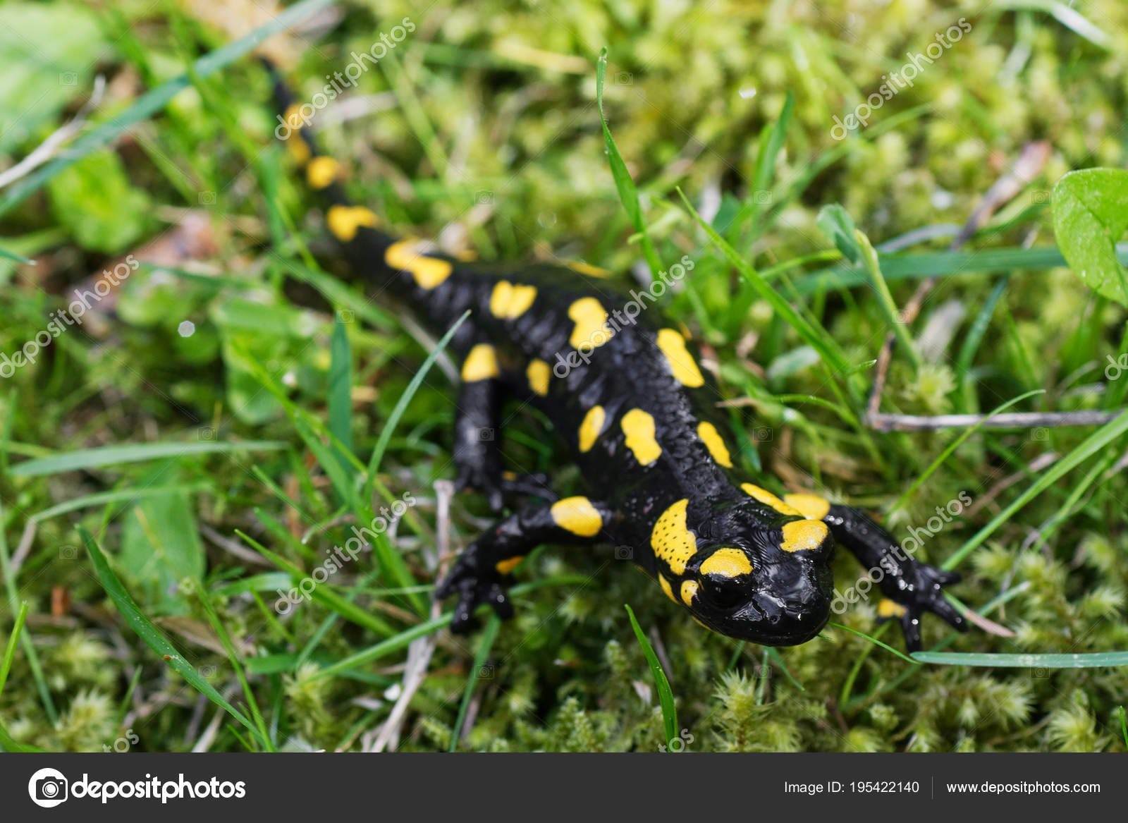 Черно желтая ящерица. Огненная саламандра. Саламандра черная с желтыми пятнами на животе. Ящерица чёрная с жёлтыми пятнами. Ящерица чёрная с жёлтыми пятнами на животе.